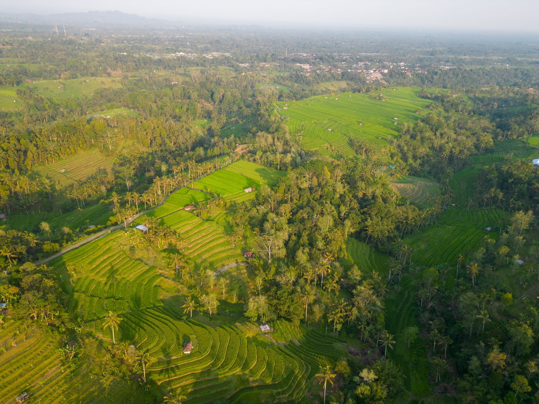 Rice terrace in Bali