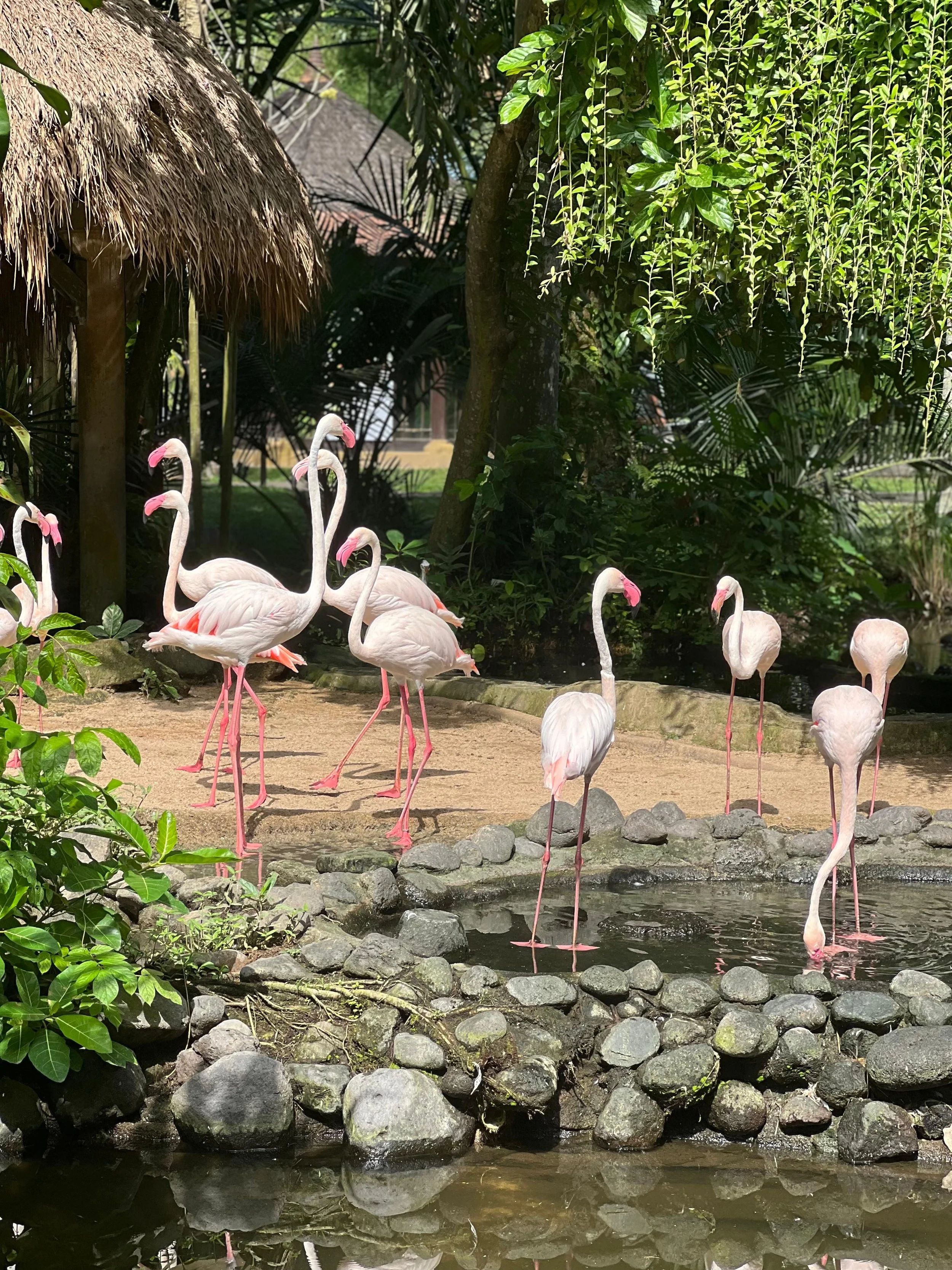 Bali Bird Park  (4).jpg