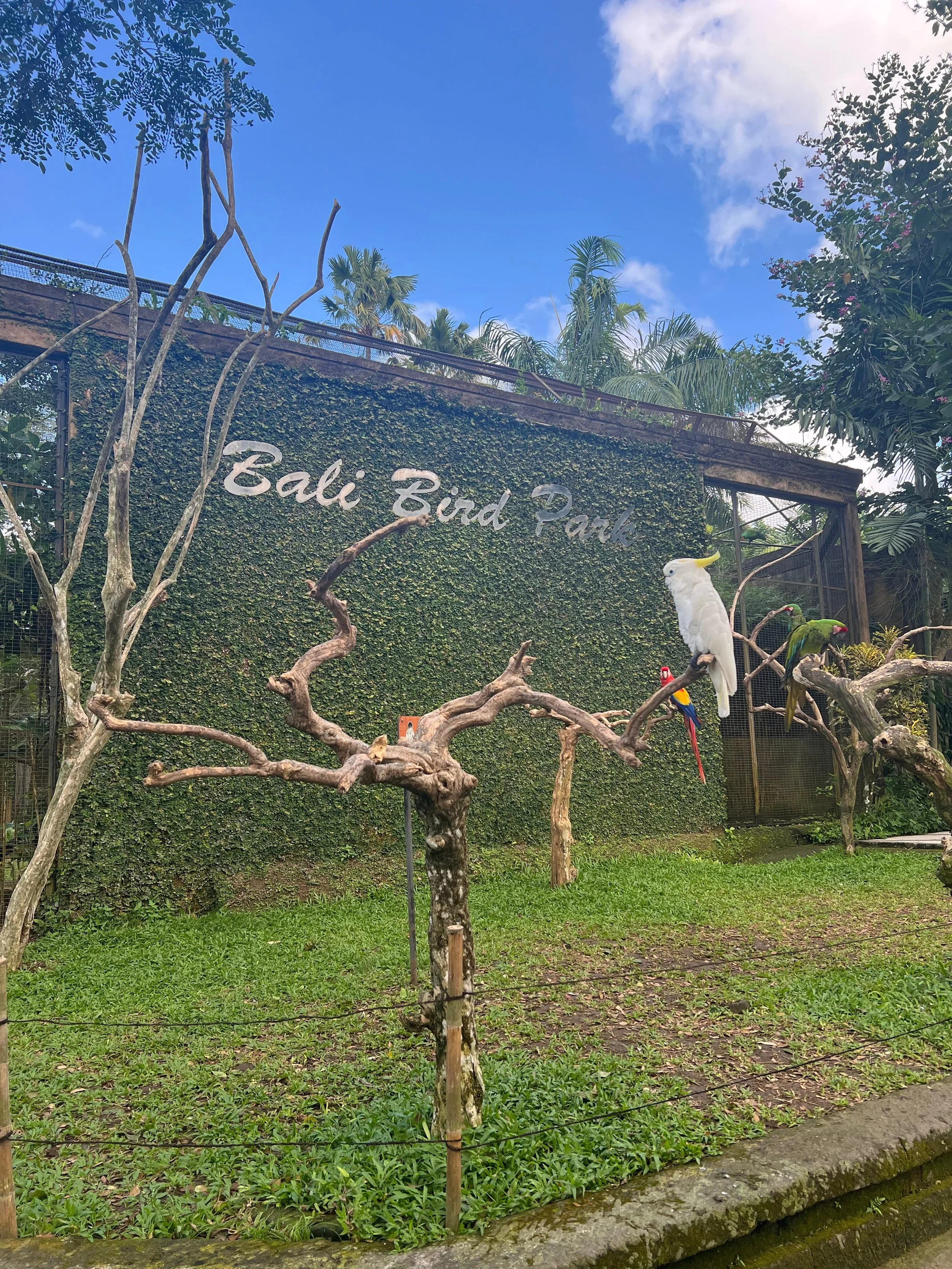 Bali Bird Park  (1).jpg