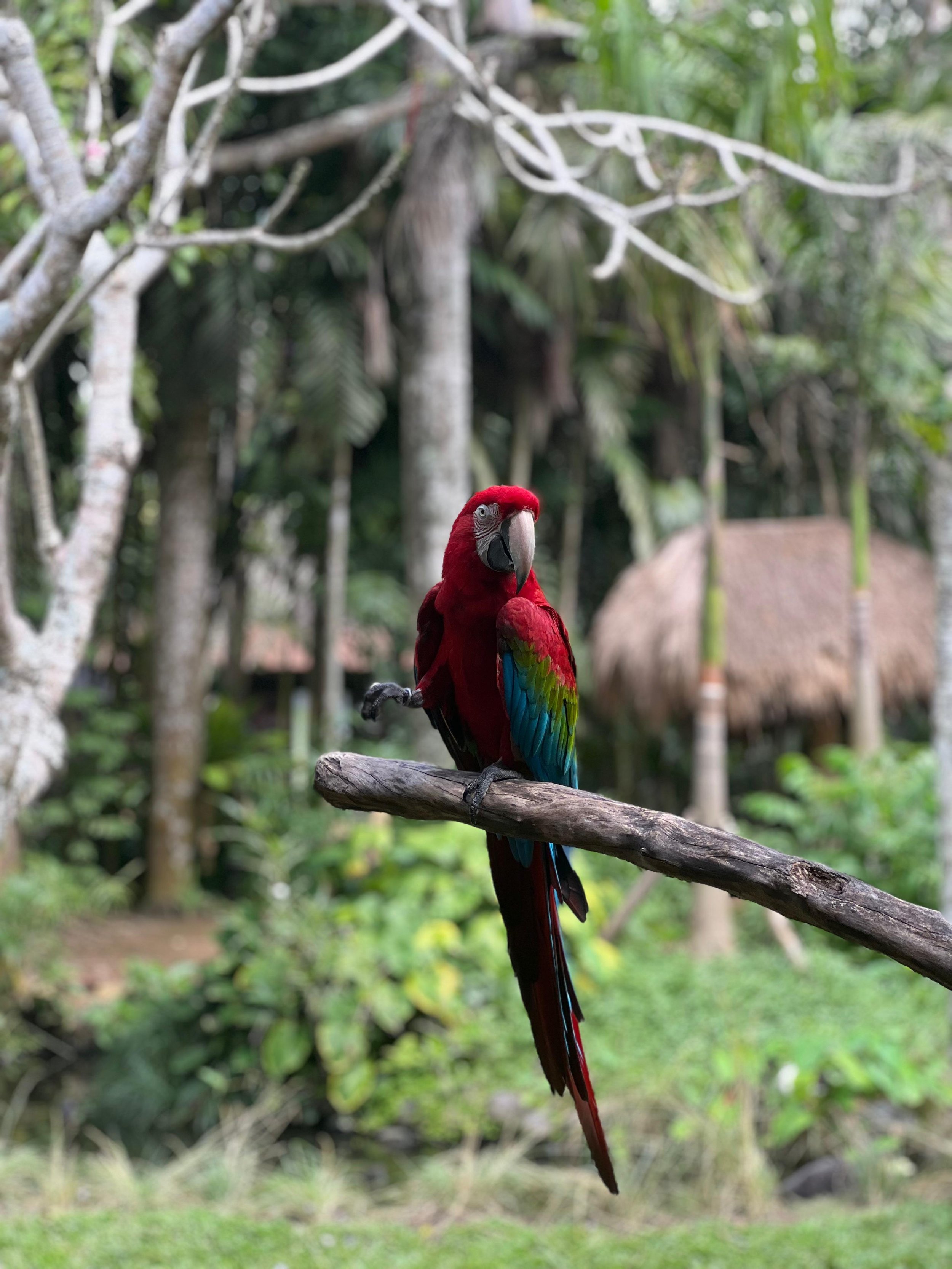 Bali Bird Park  (3).jpg
