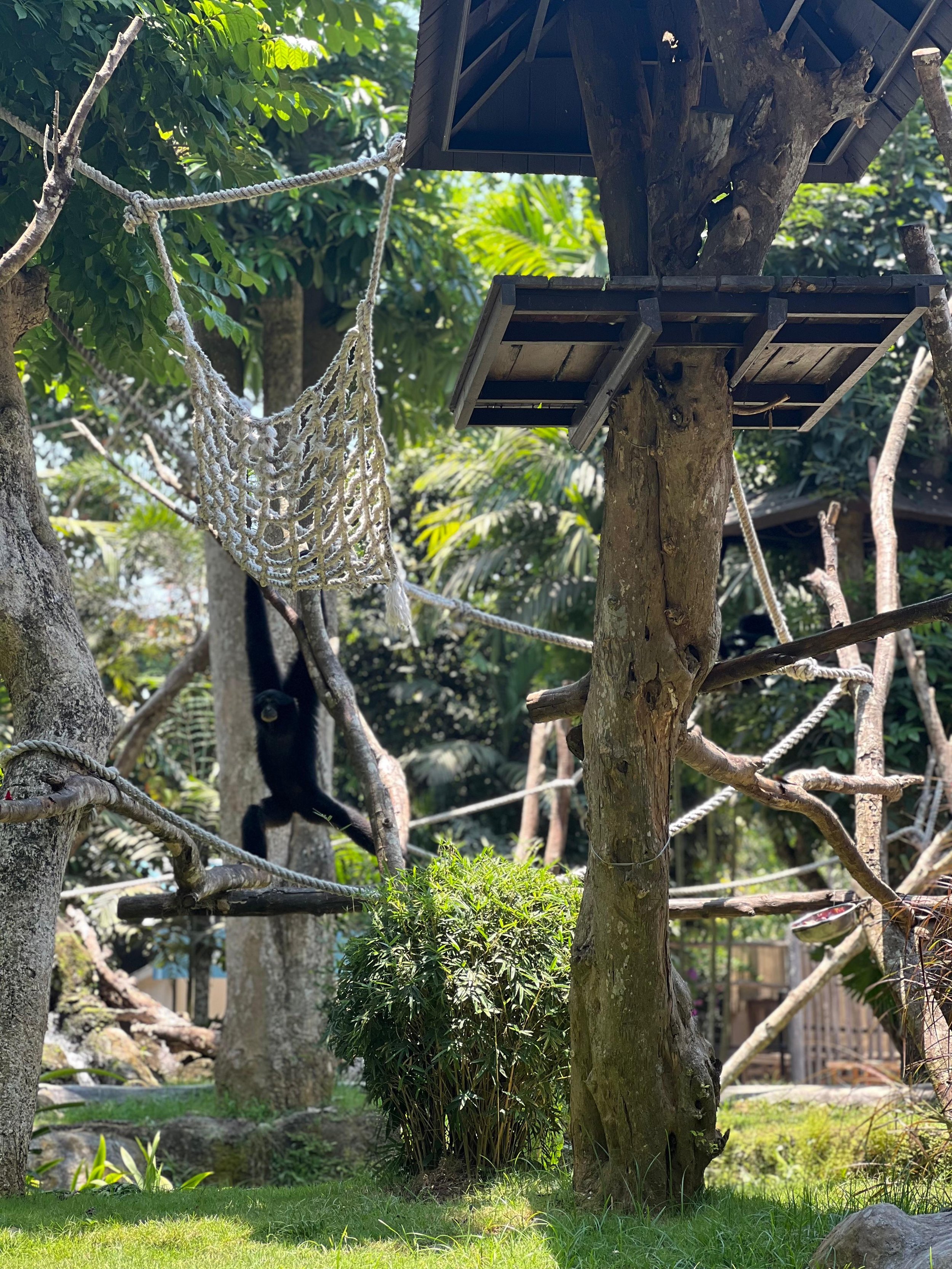 Oceania Bali zoo 