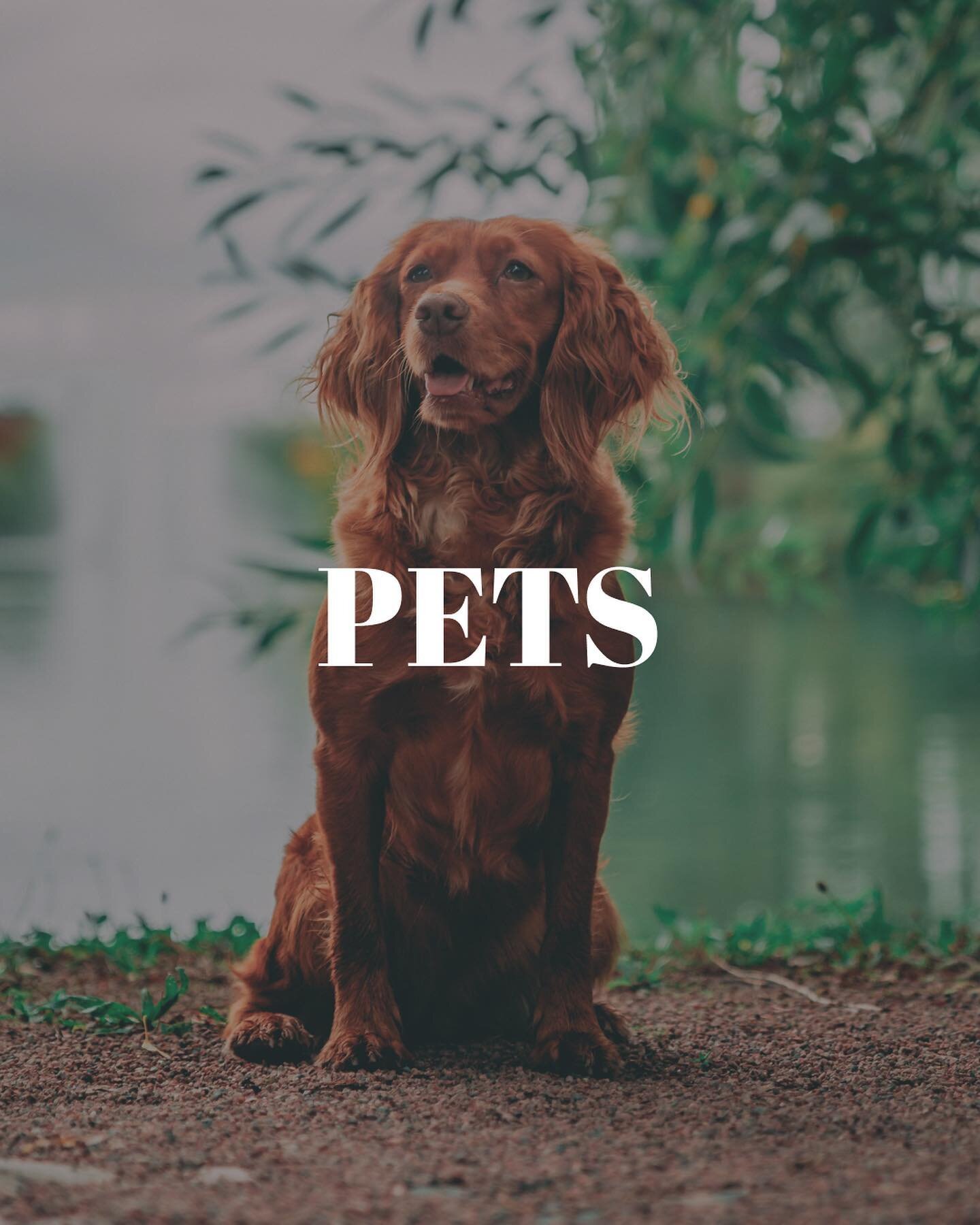 ✨ Unleash your pet&rsquo;s camera-ready charm with our Pet Portraits service. A fantastic choice for pet families or Insta-famous pets keen to spread the joy 🐾 Here&rsquo;s what we offer: 

🐾 Pawsome Portraits: Capturing your pet&rsquo;s unique per