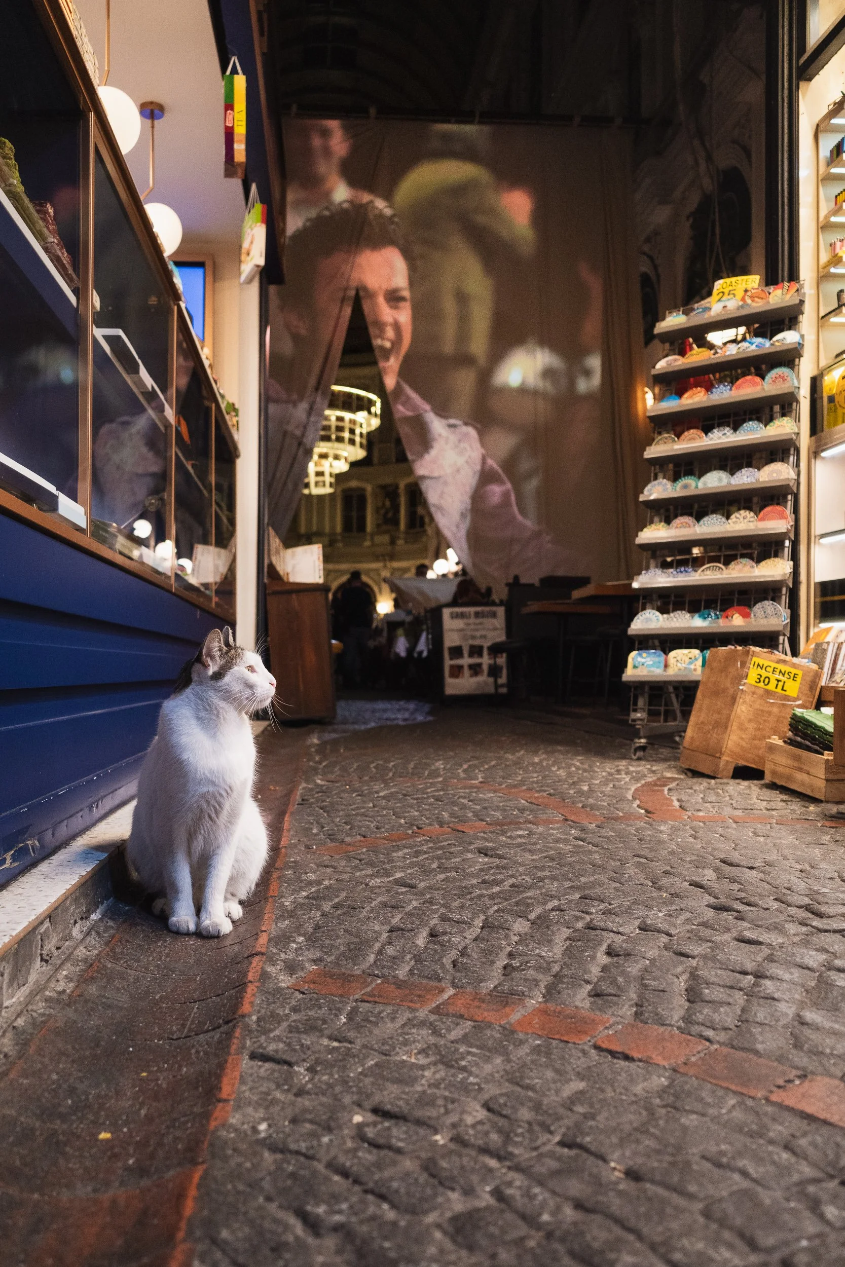 White cat sitting beside a shop entrance beneath a large projected portrait at night.