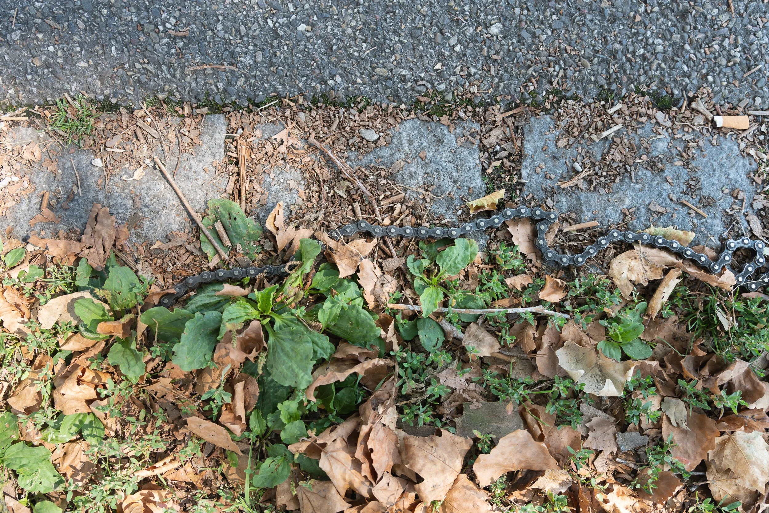 Discarded bicycle chain lying among leaves and plants beside a path.