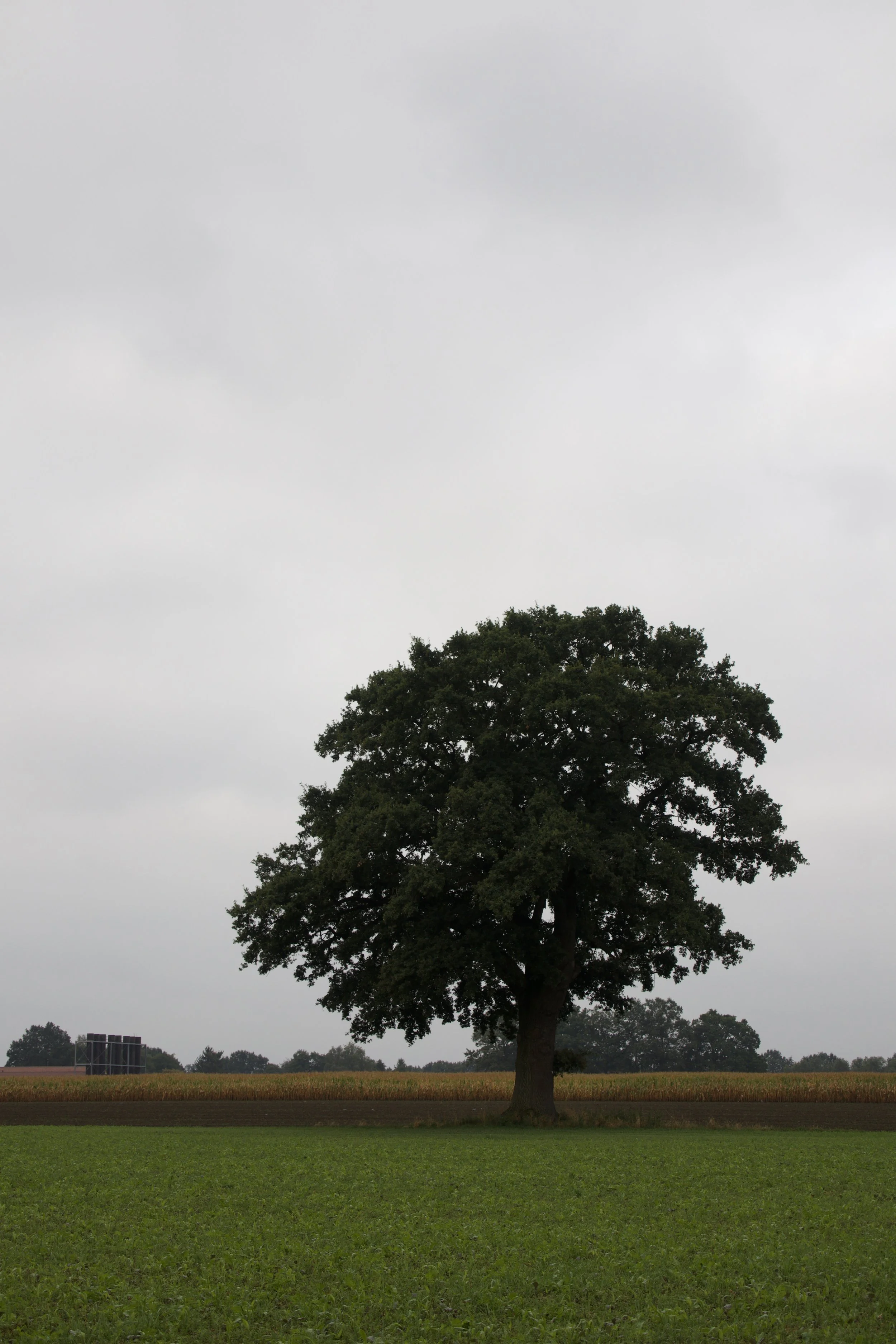 IMG_2441.jpeg