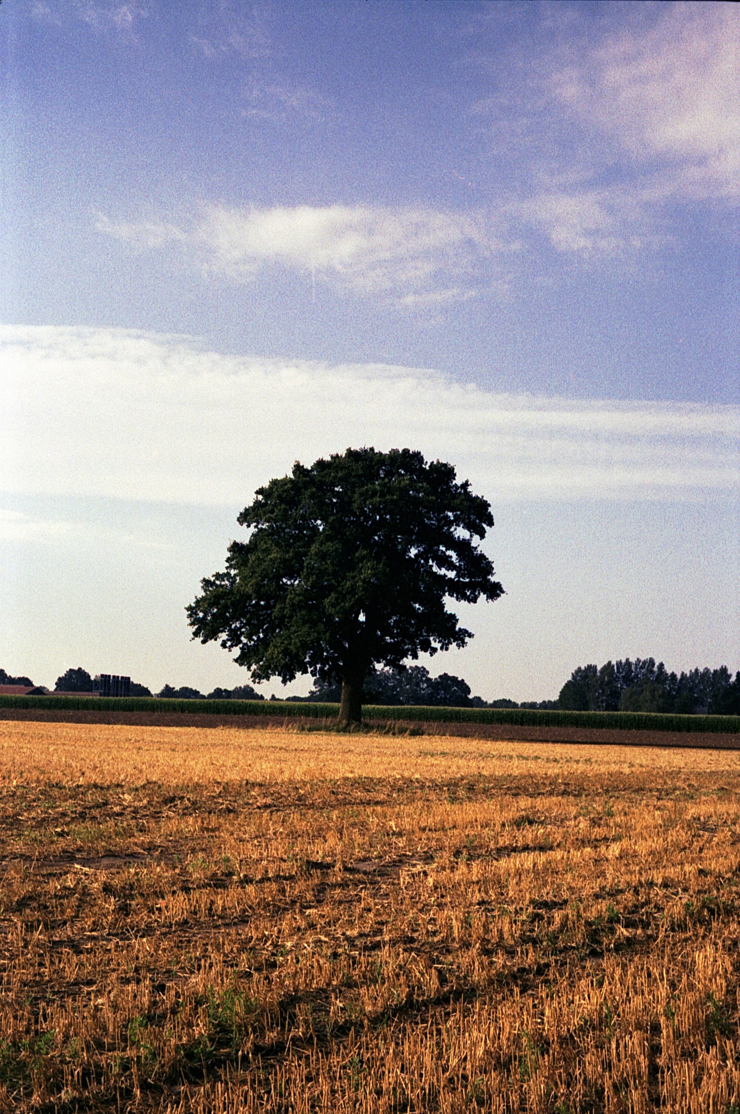 Leica M5 - Kodak Gold 200_12.jpg