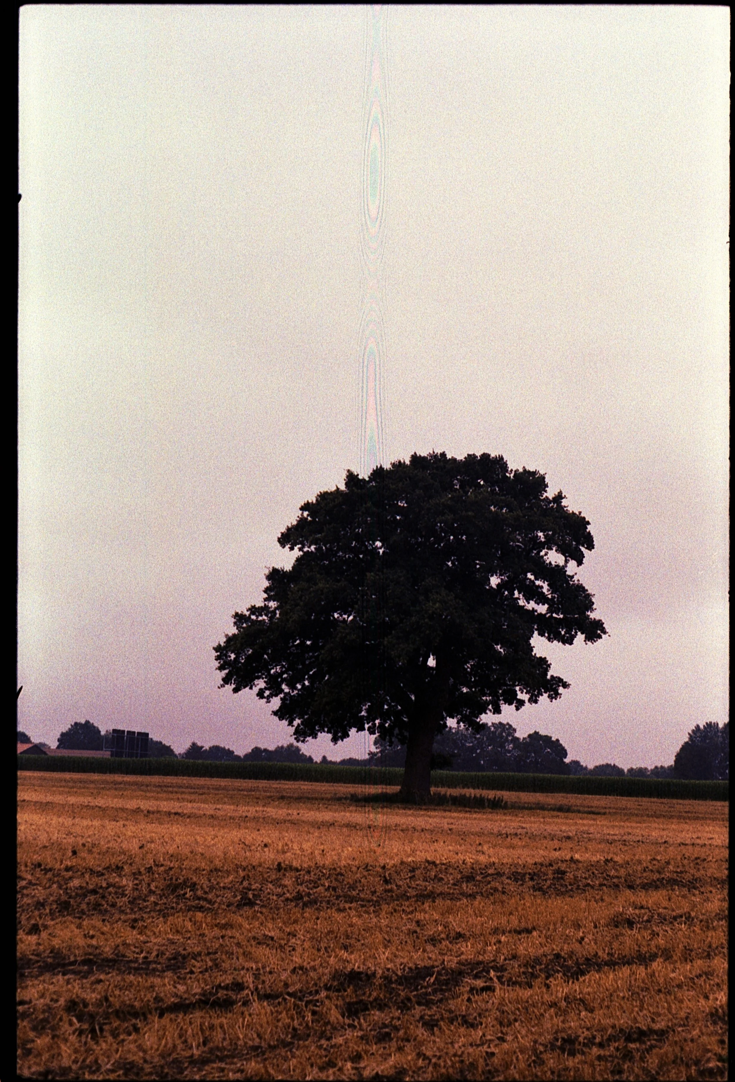 Contaflex - Kodak Gold 200 -15.07.2026_9.jpg