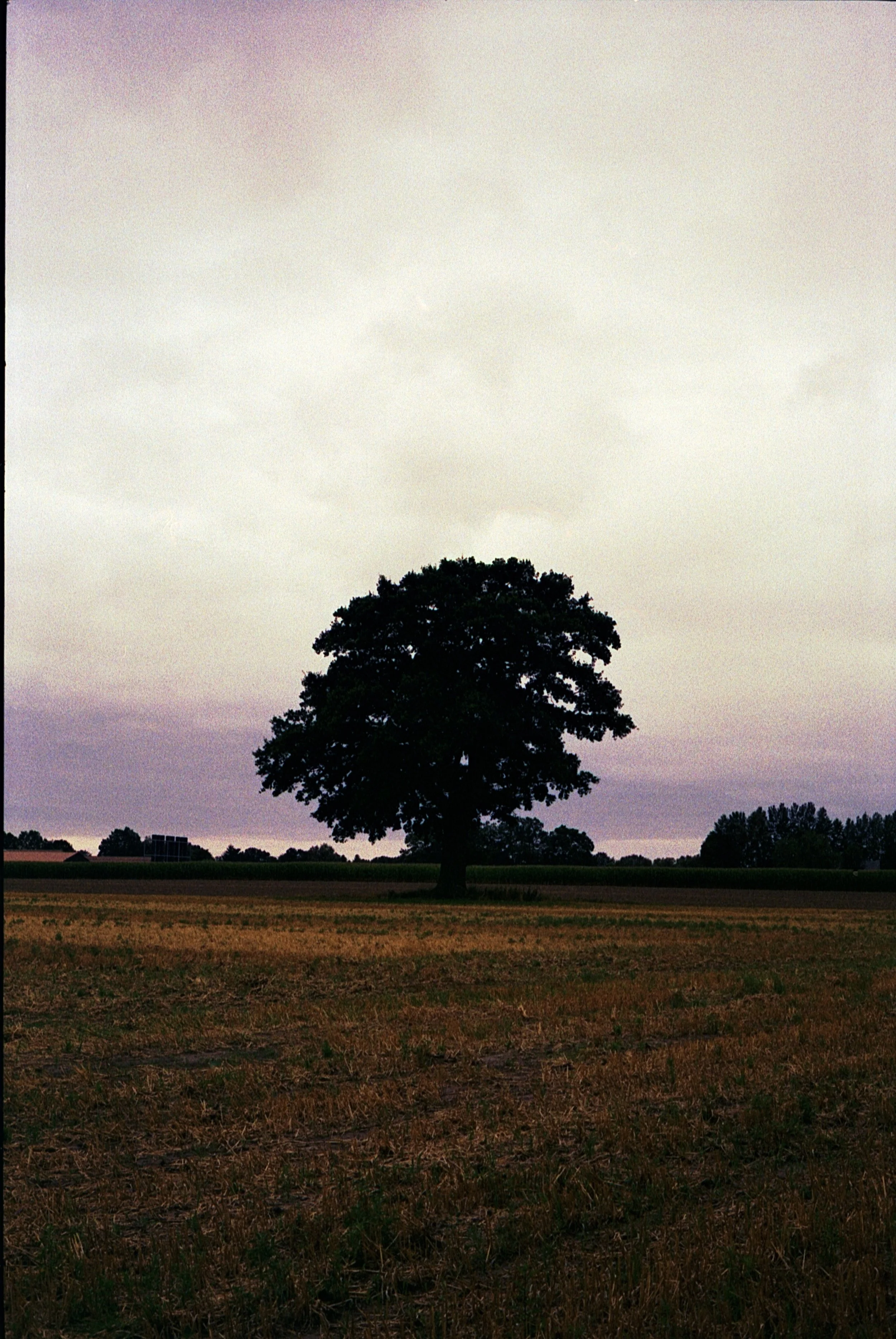 Leica M5 - Kodak Gold 200_18.jpg