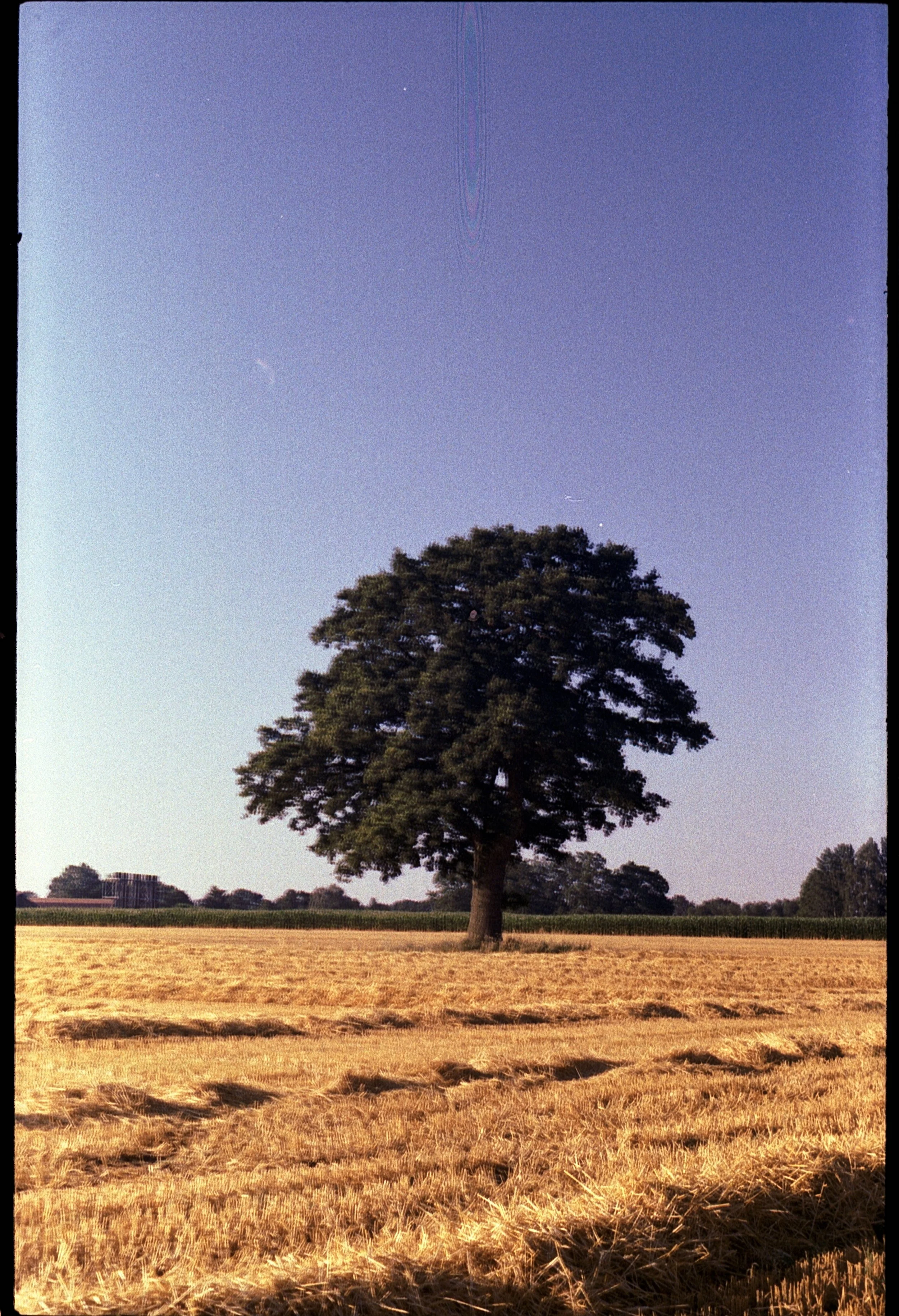 Contaflex - Kodak Gold 200 -15.07.2026_3.jpg
