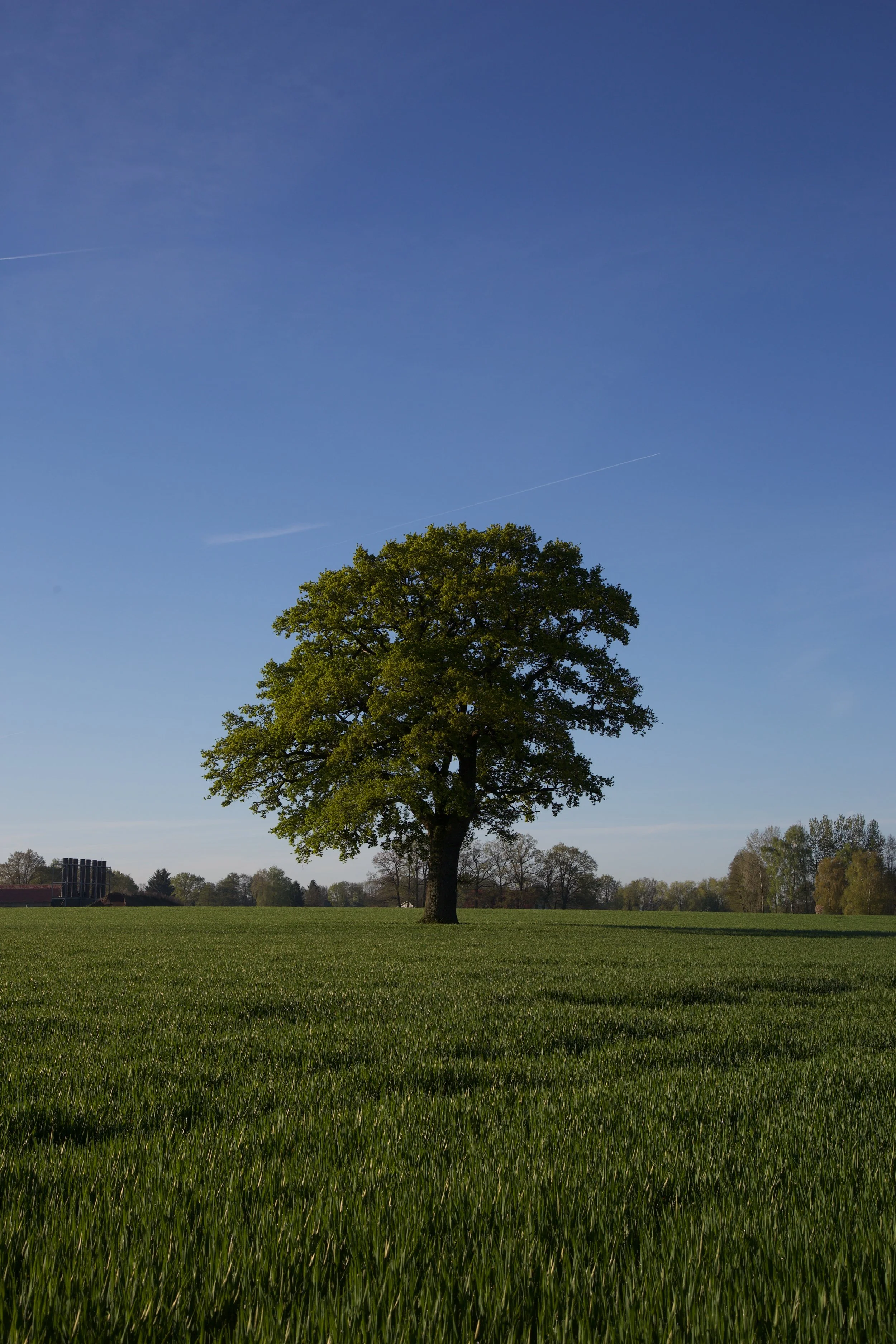 Tree Project - 1 von 1.jpeg