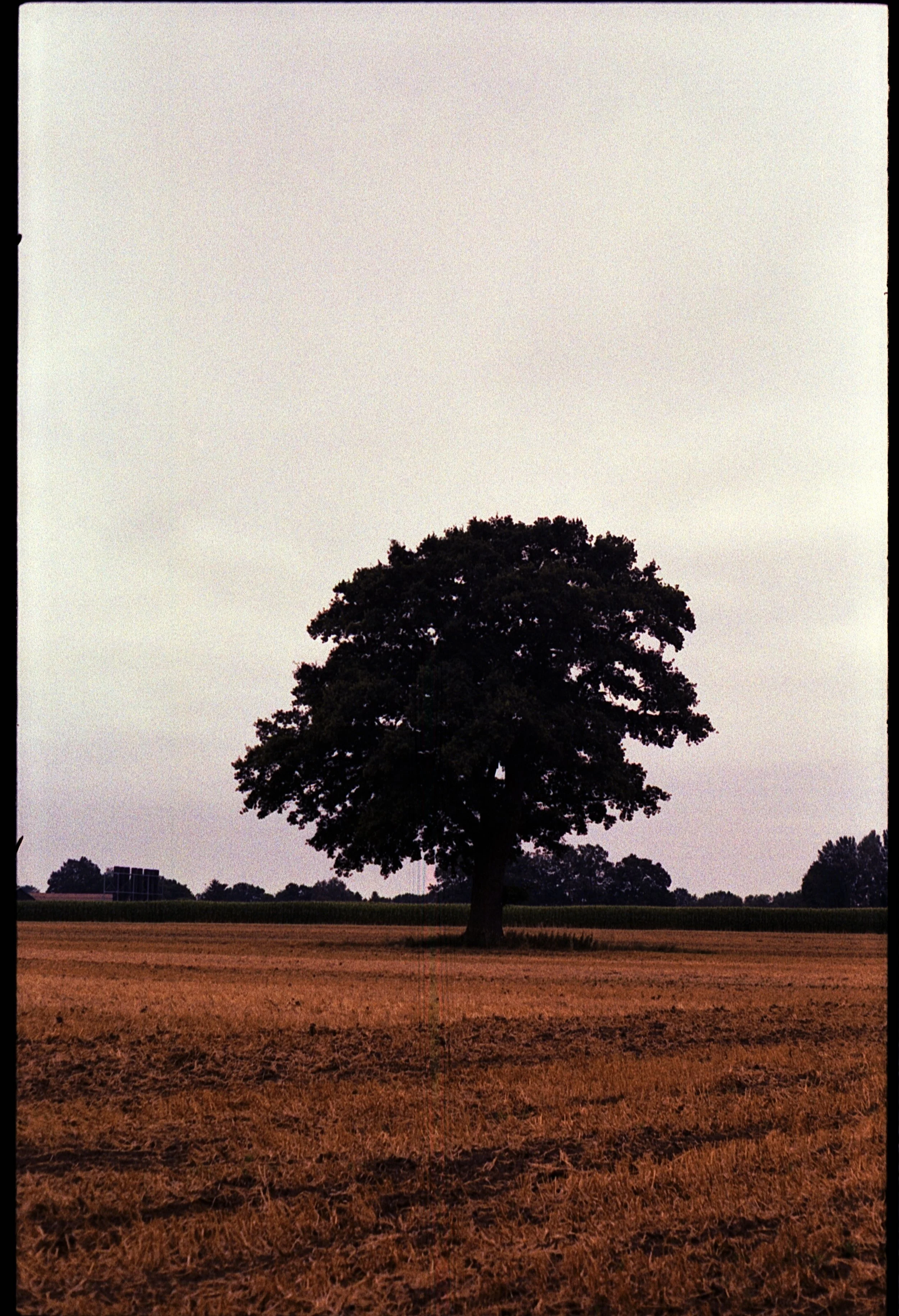 Contaflex - Kodak Gold 200 -15.07.2026_11.jpg