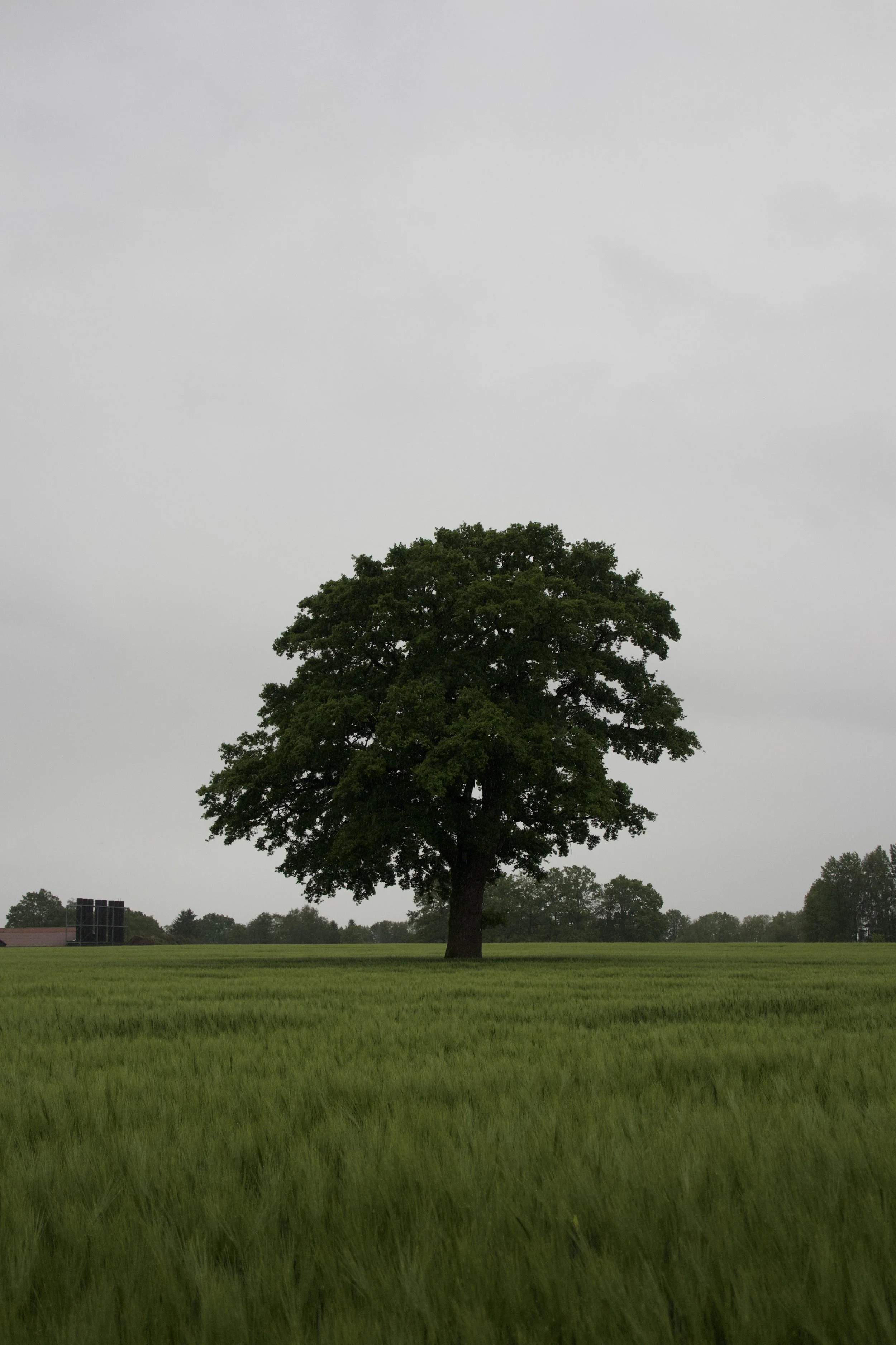 IMG_2351.jpeg