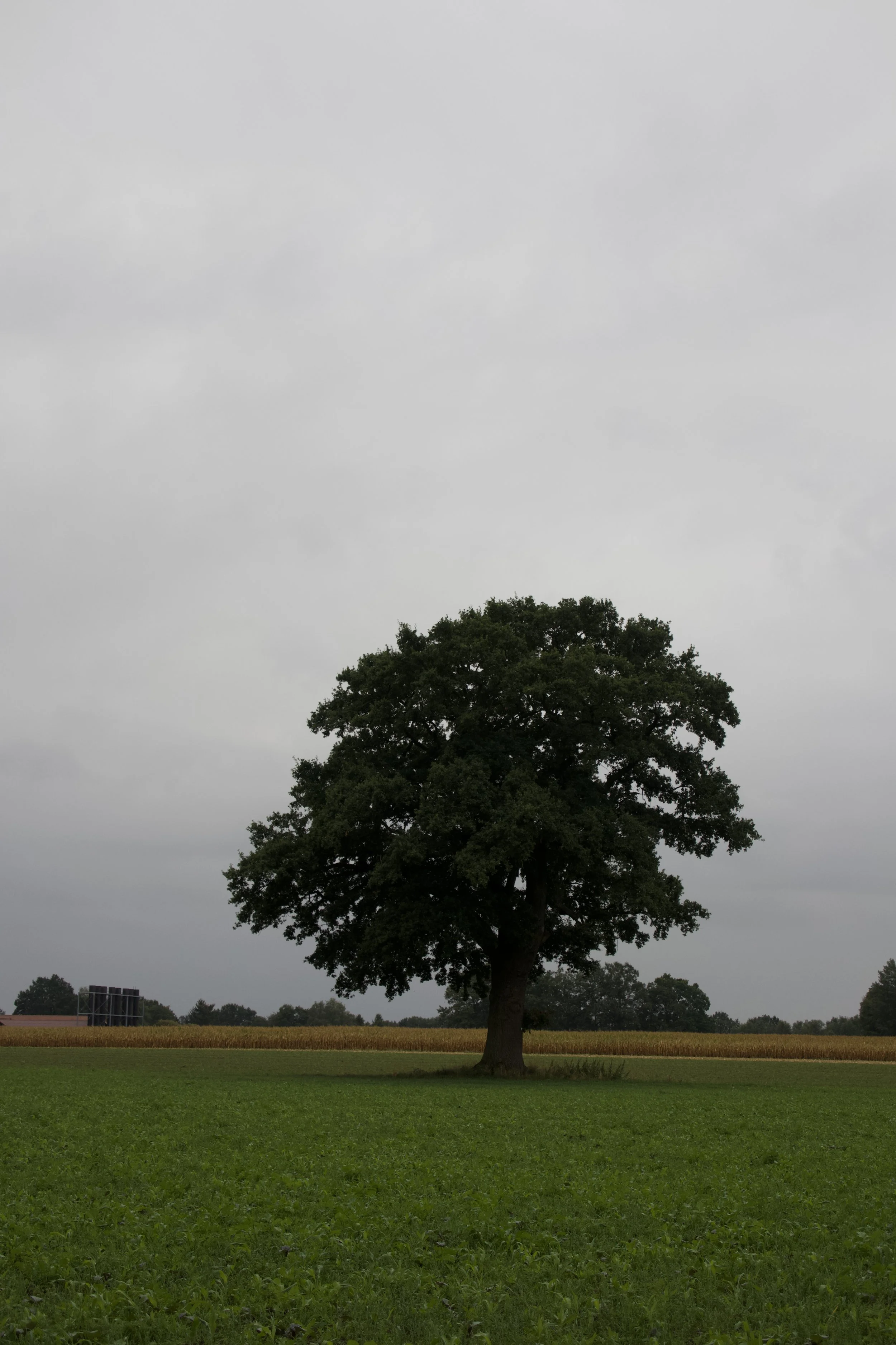 IMG_2449.jpeg