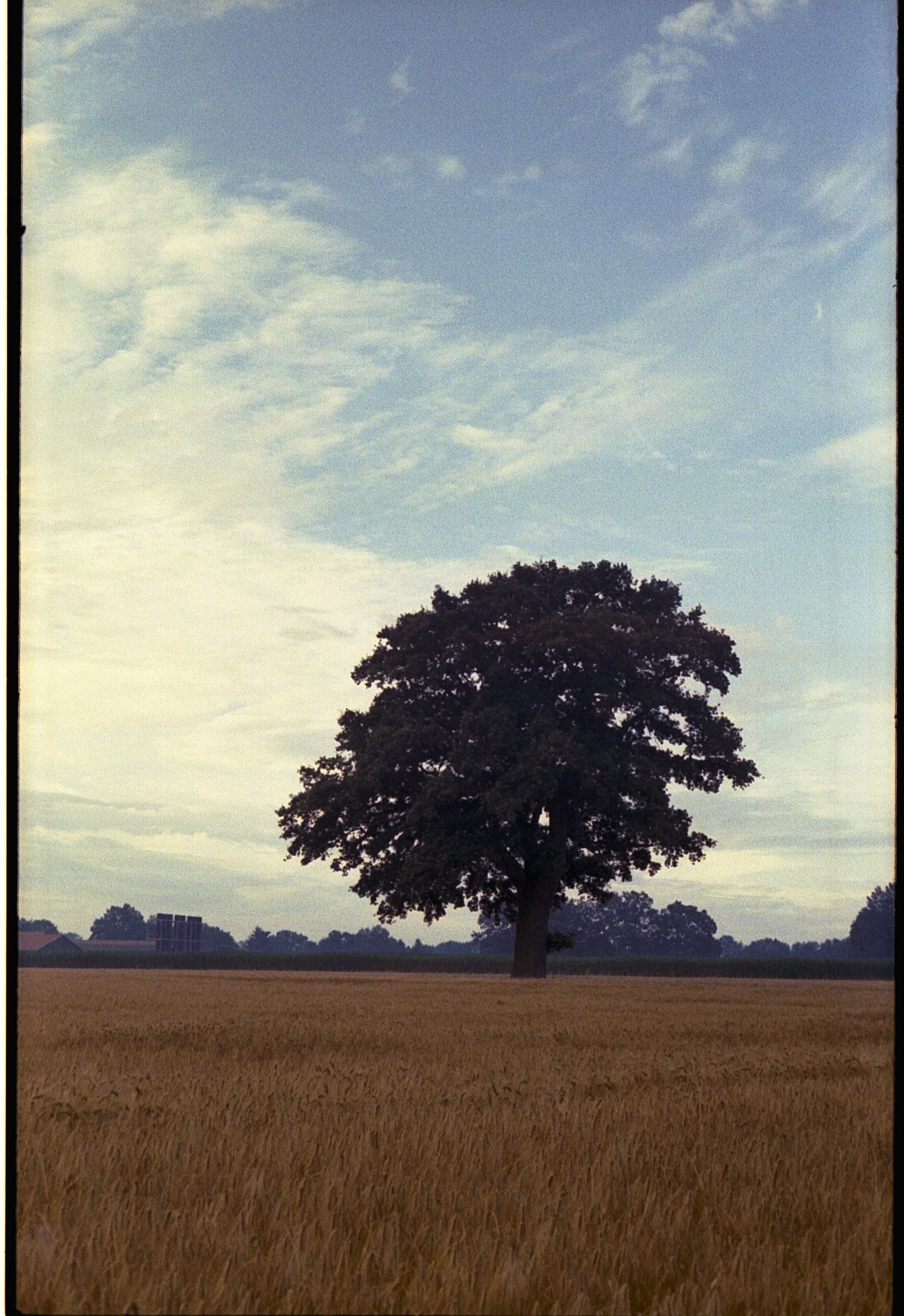 Contaflex - Kodak Gold 200 -.jpg