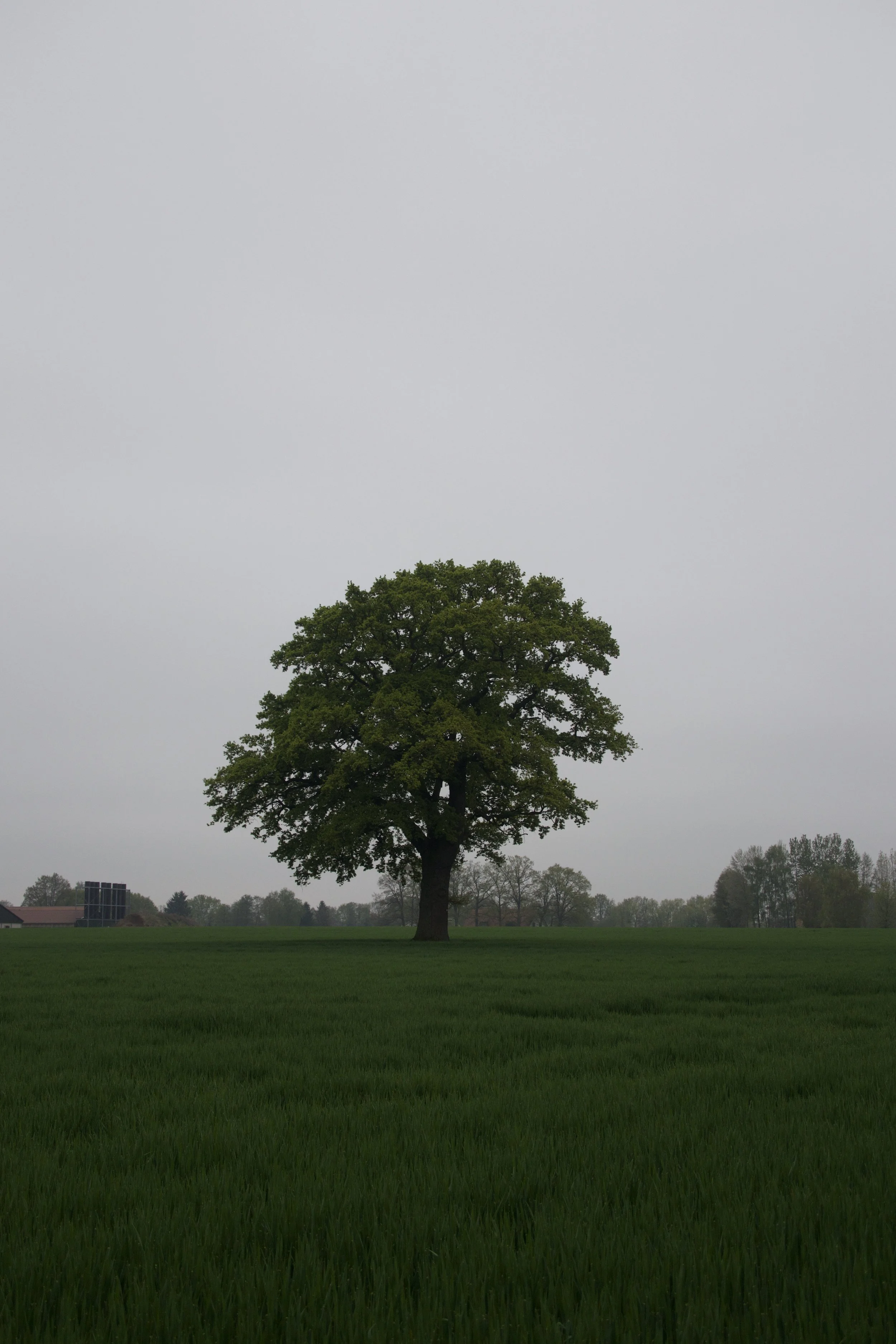 IMG_2269.jpeg
