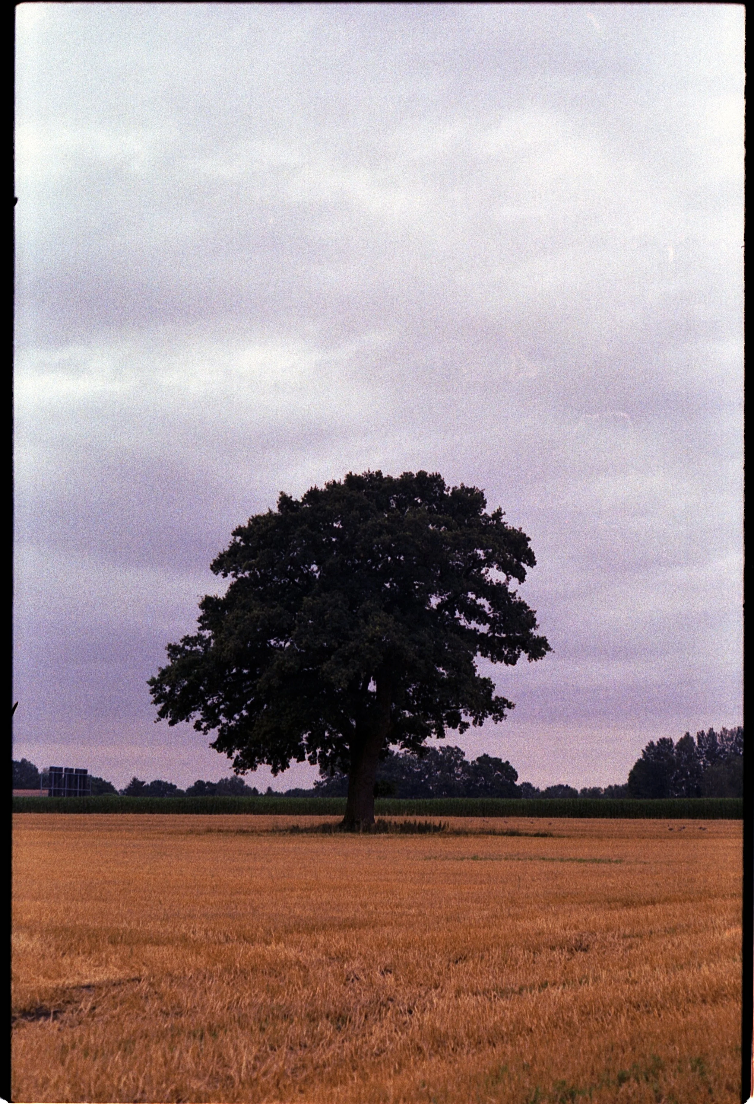 Contaflex - Kodak Gold 200 -15.07.2026_7.jpg