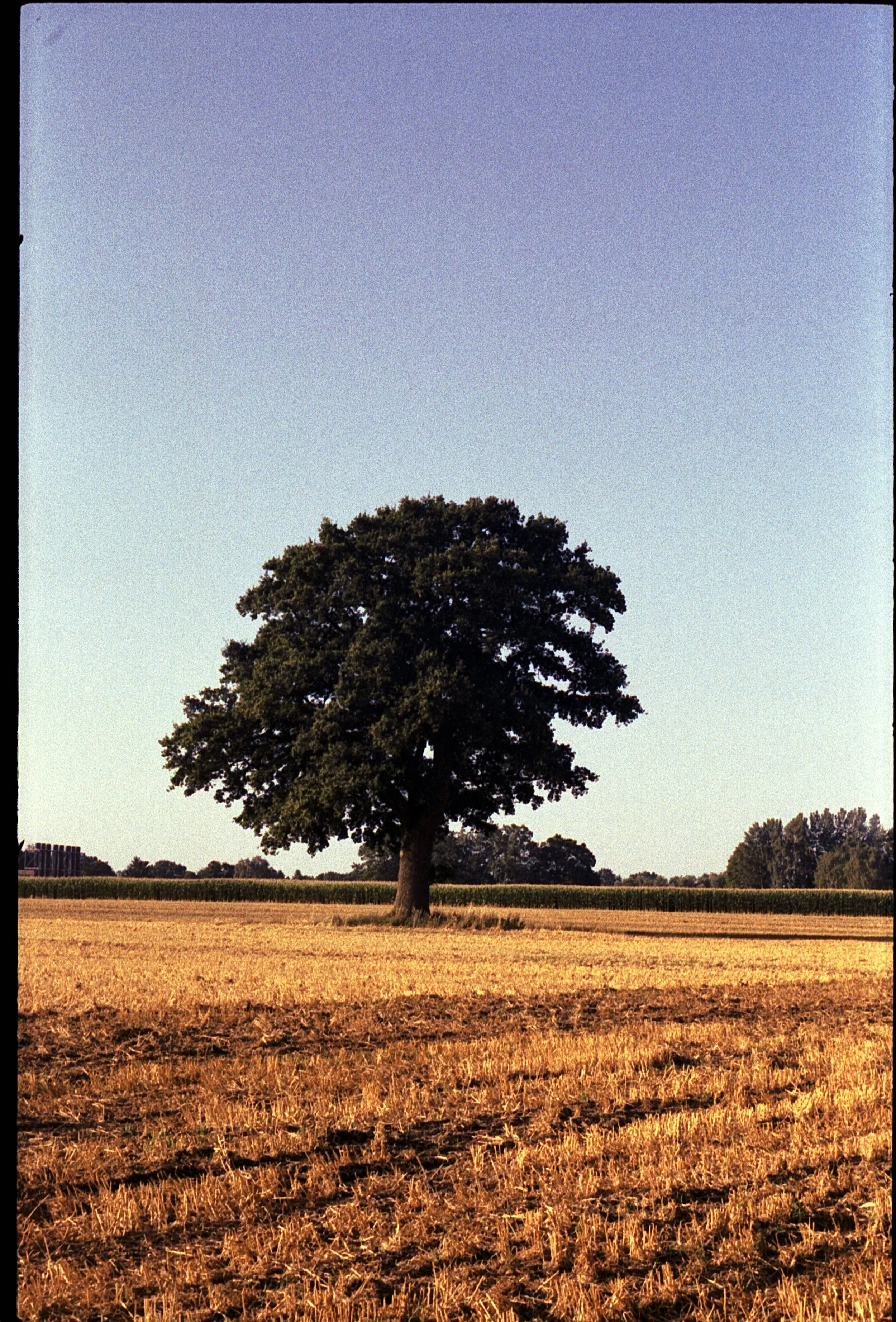 Contaflex - Kodak Gold 200 -15.07.2026_34.jpg