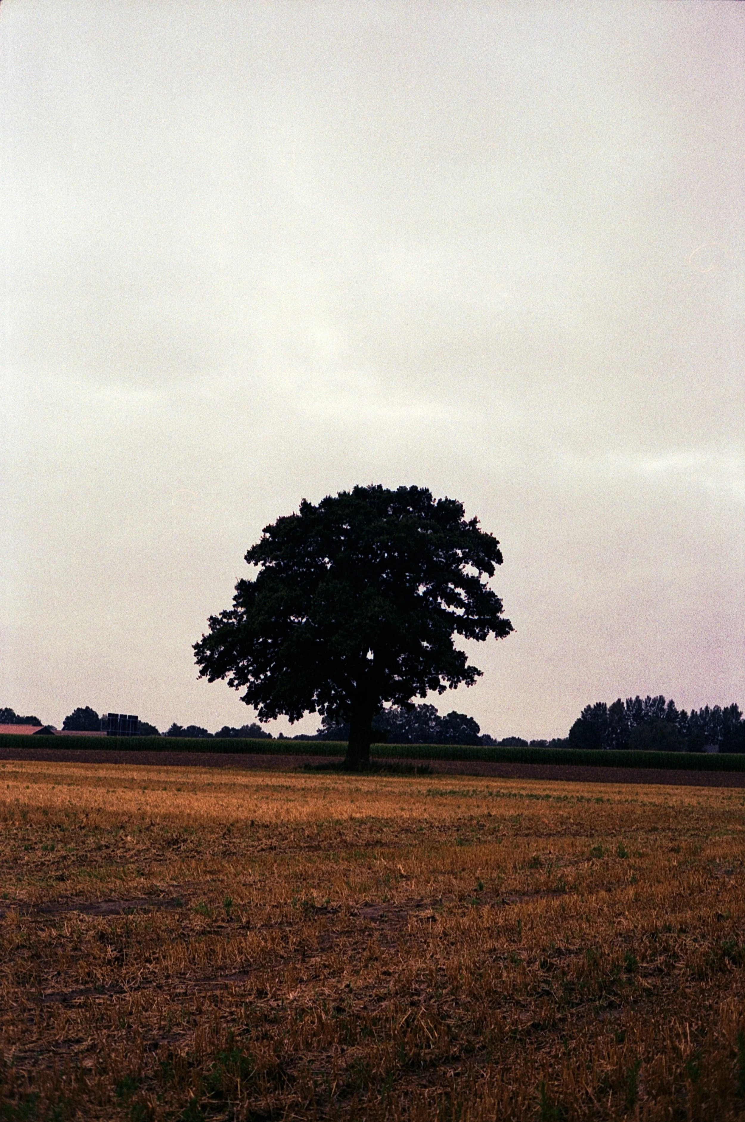 Leica M5 - Kodak Gold 200_14.jpg