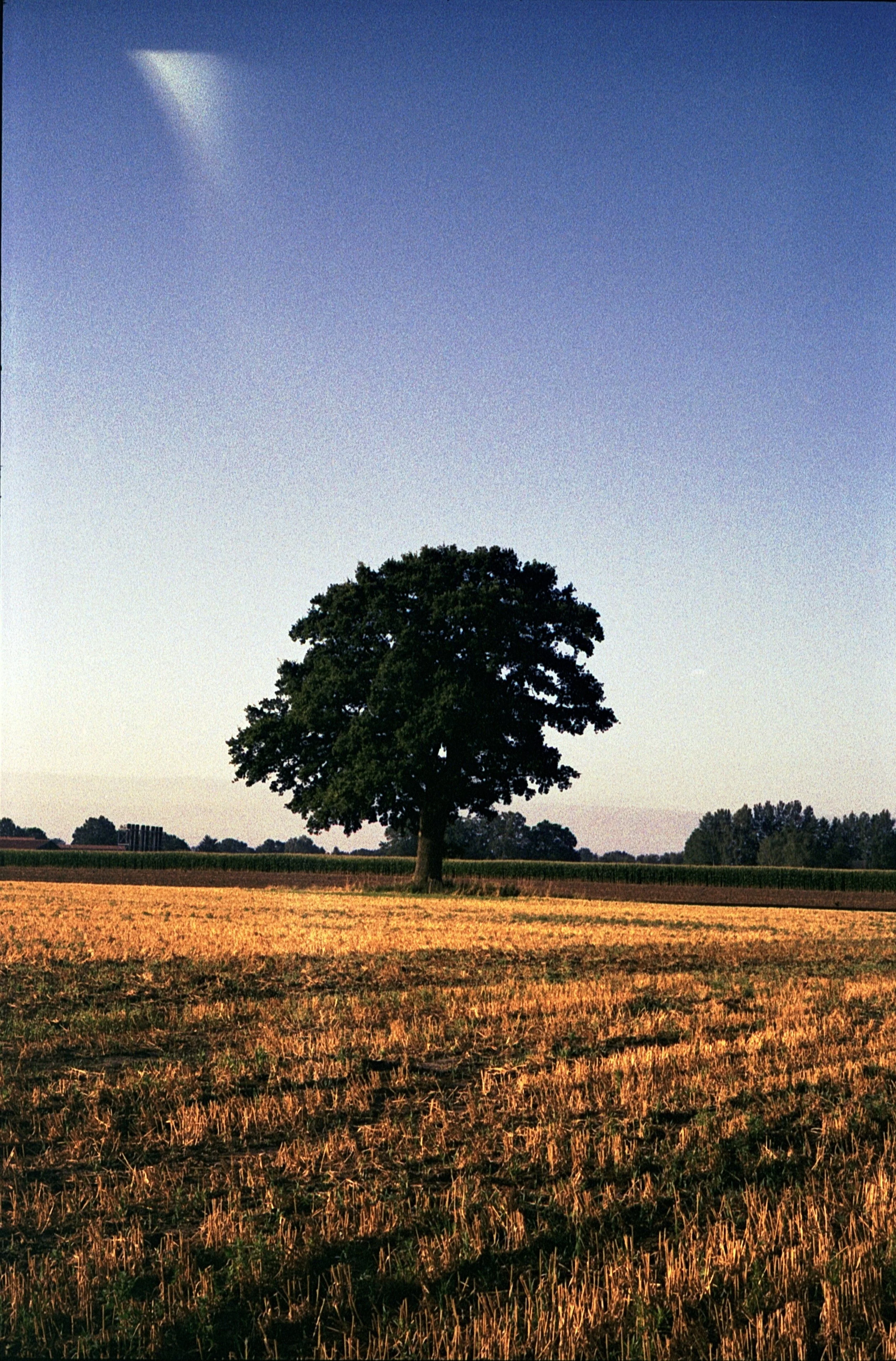 Leica M5 - Kodak Gold 200_17.jpg