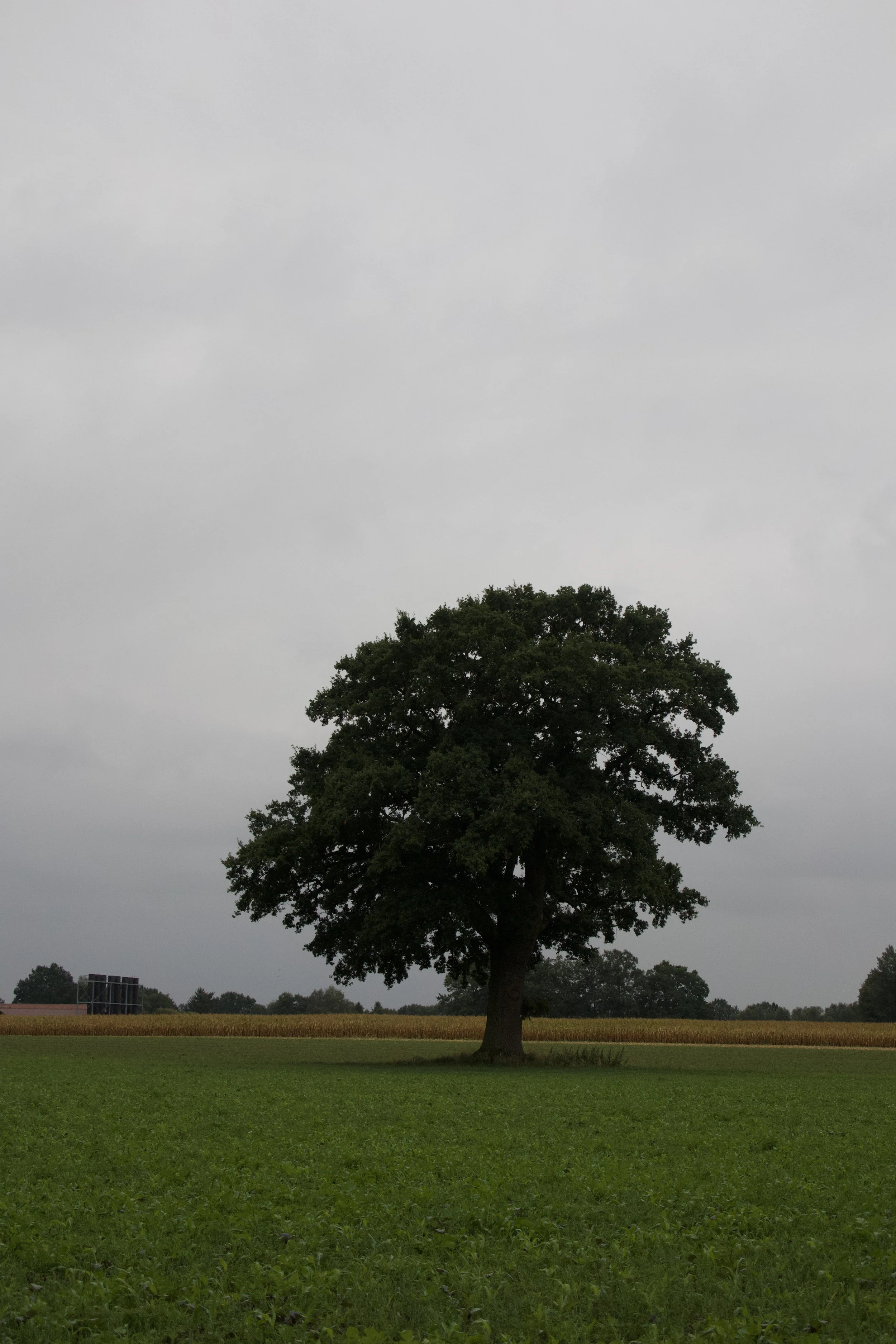 IMG_2448.jpeg