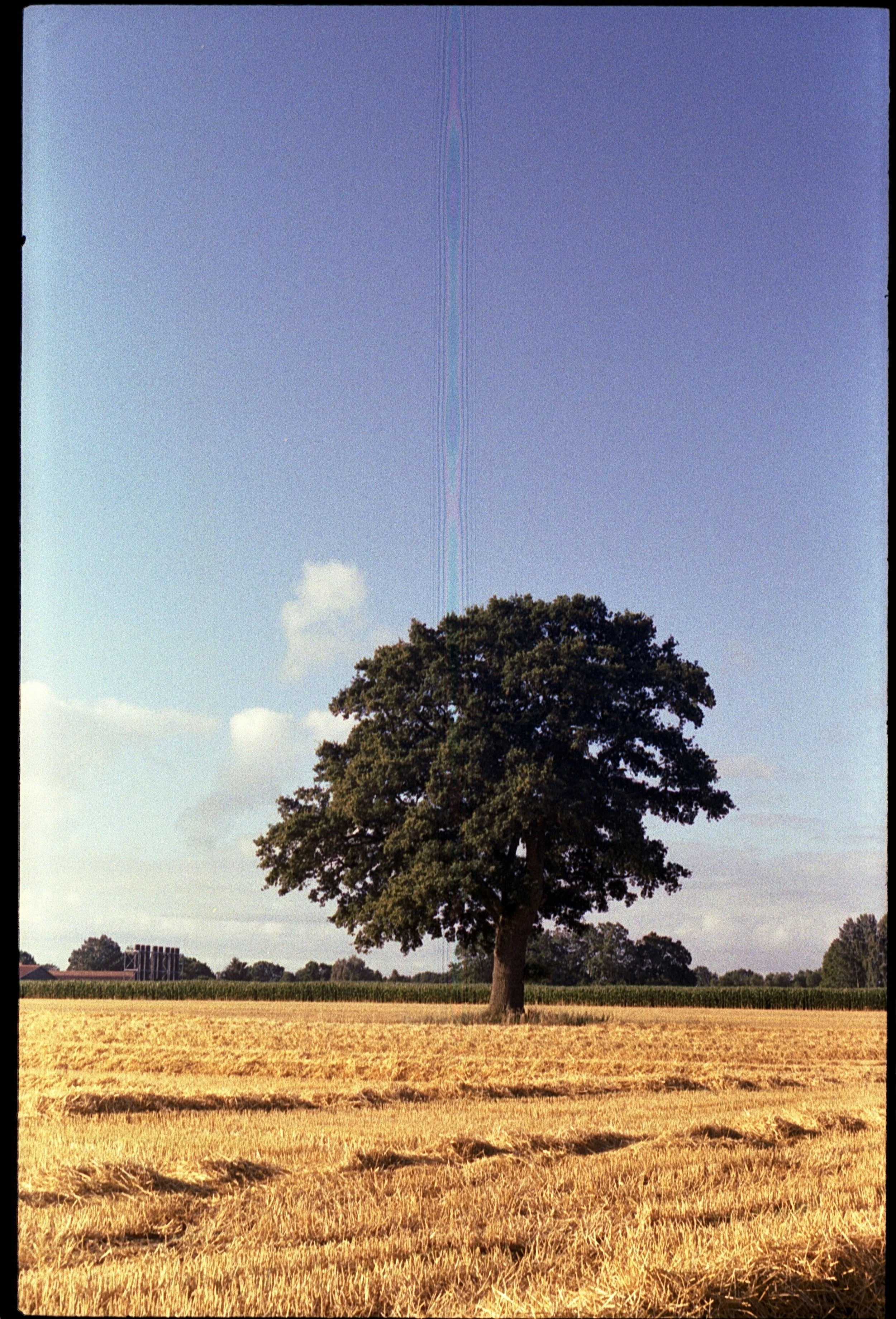 Contaflex - Kodak Gold 200 -15.07.2026_4.jpg