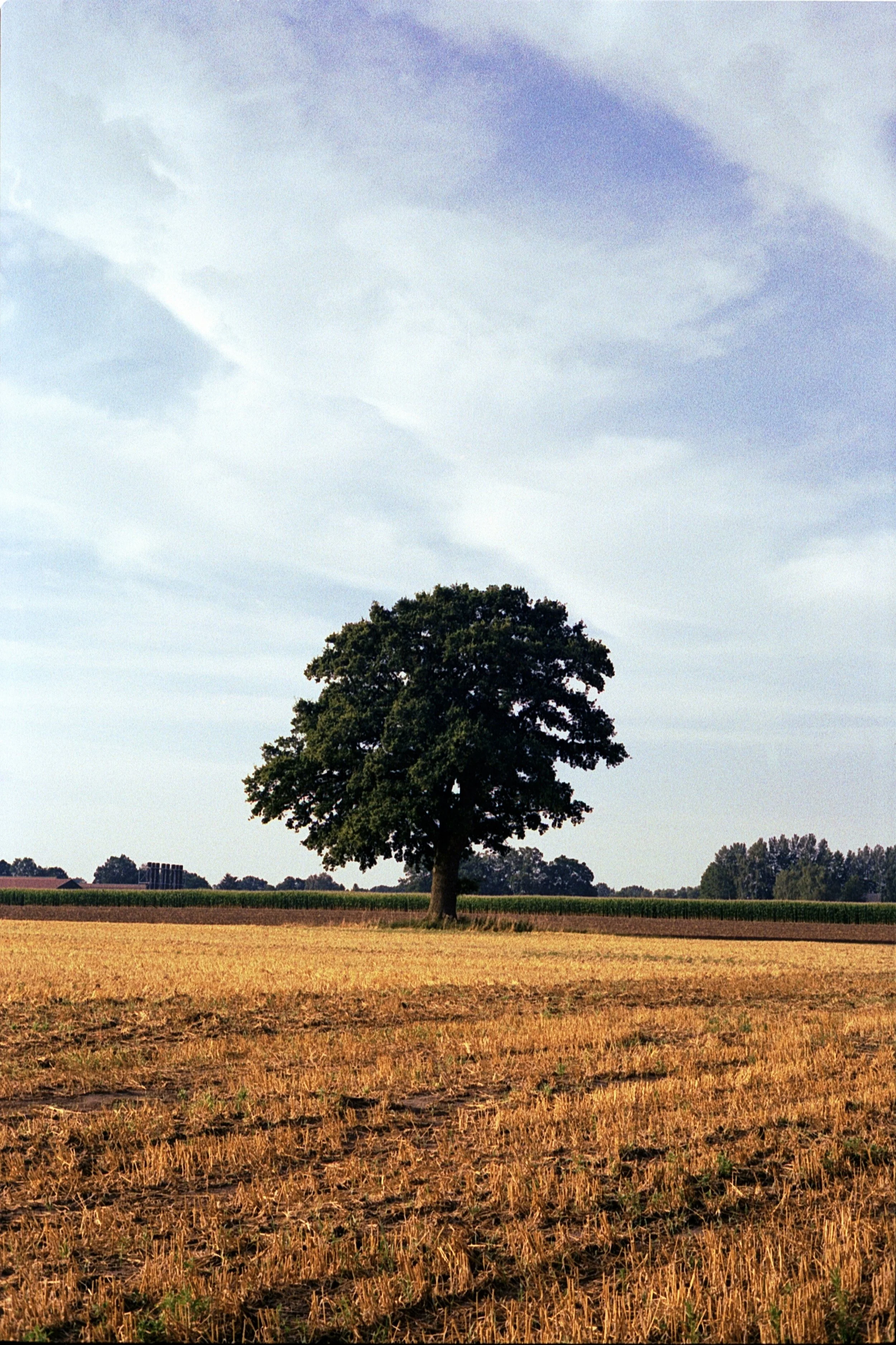 Leica M5 - Kodak Gold 200_13.jpg
