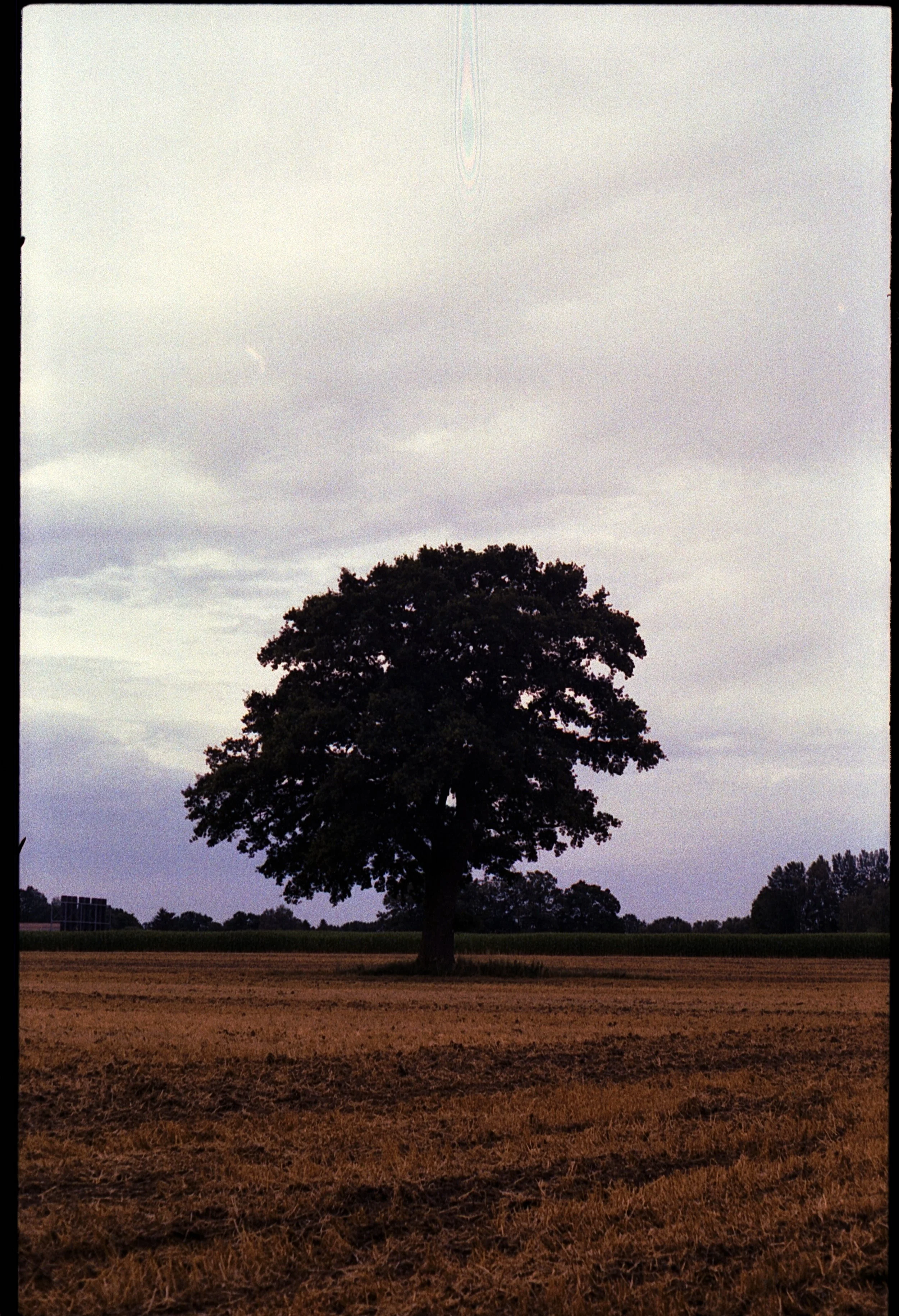 Contaflex - Kodak Gold 200 -15.07.2026_8.jpg