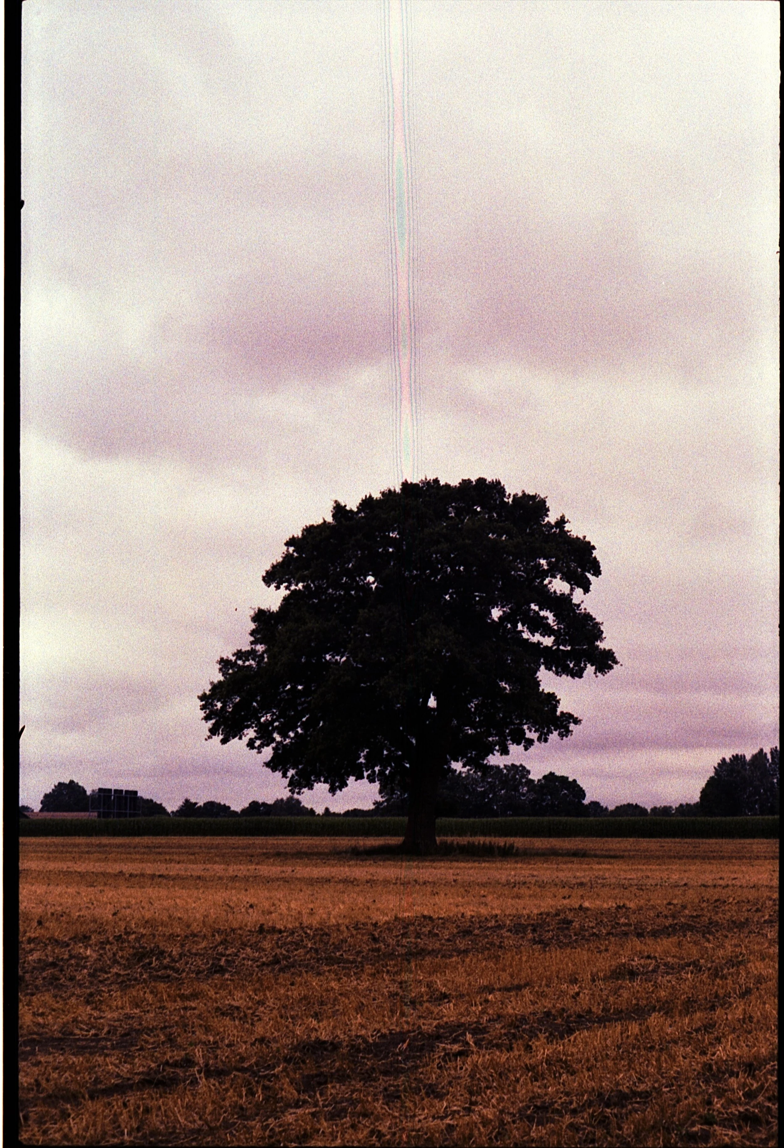 Contaflex - Kodak Gold 200 -15.07.2026_10.jpg