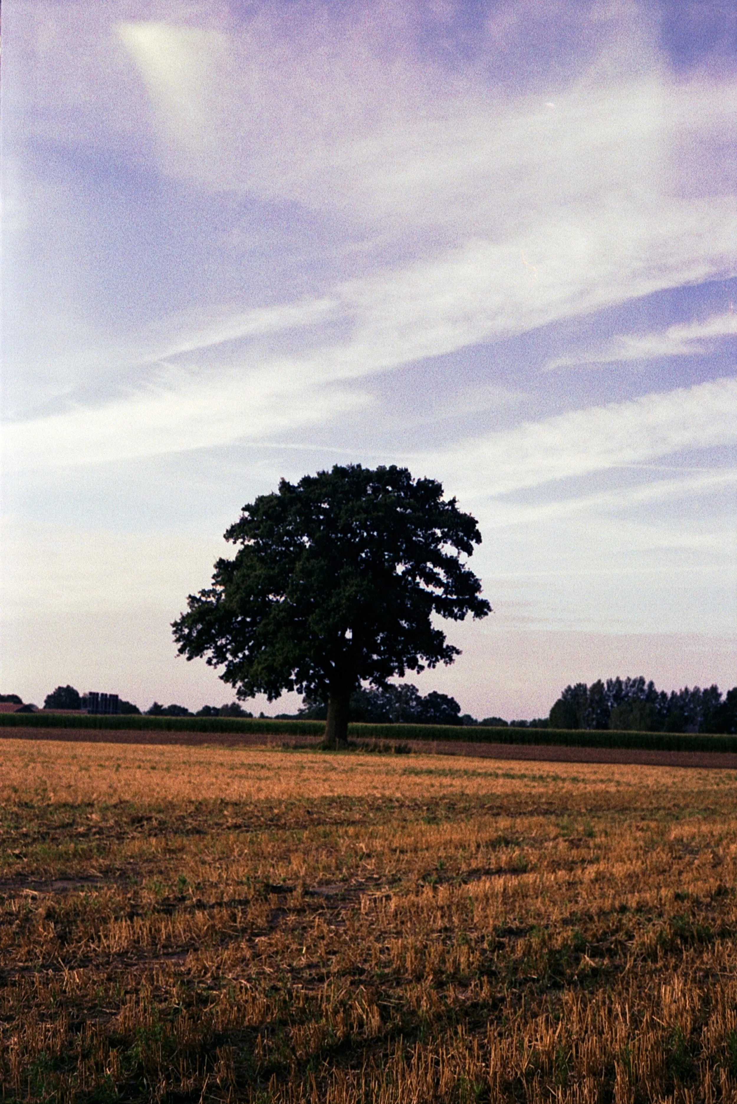 Leica M5 - Kodak Gold 200_16.jpg