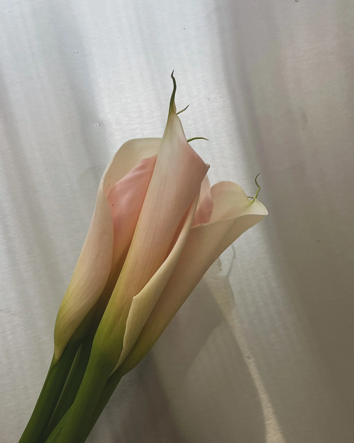 today is a beautiful day
snap from a new fantastic world ✨
.
#ferve #fervestudio #callalily