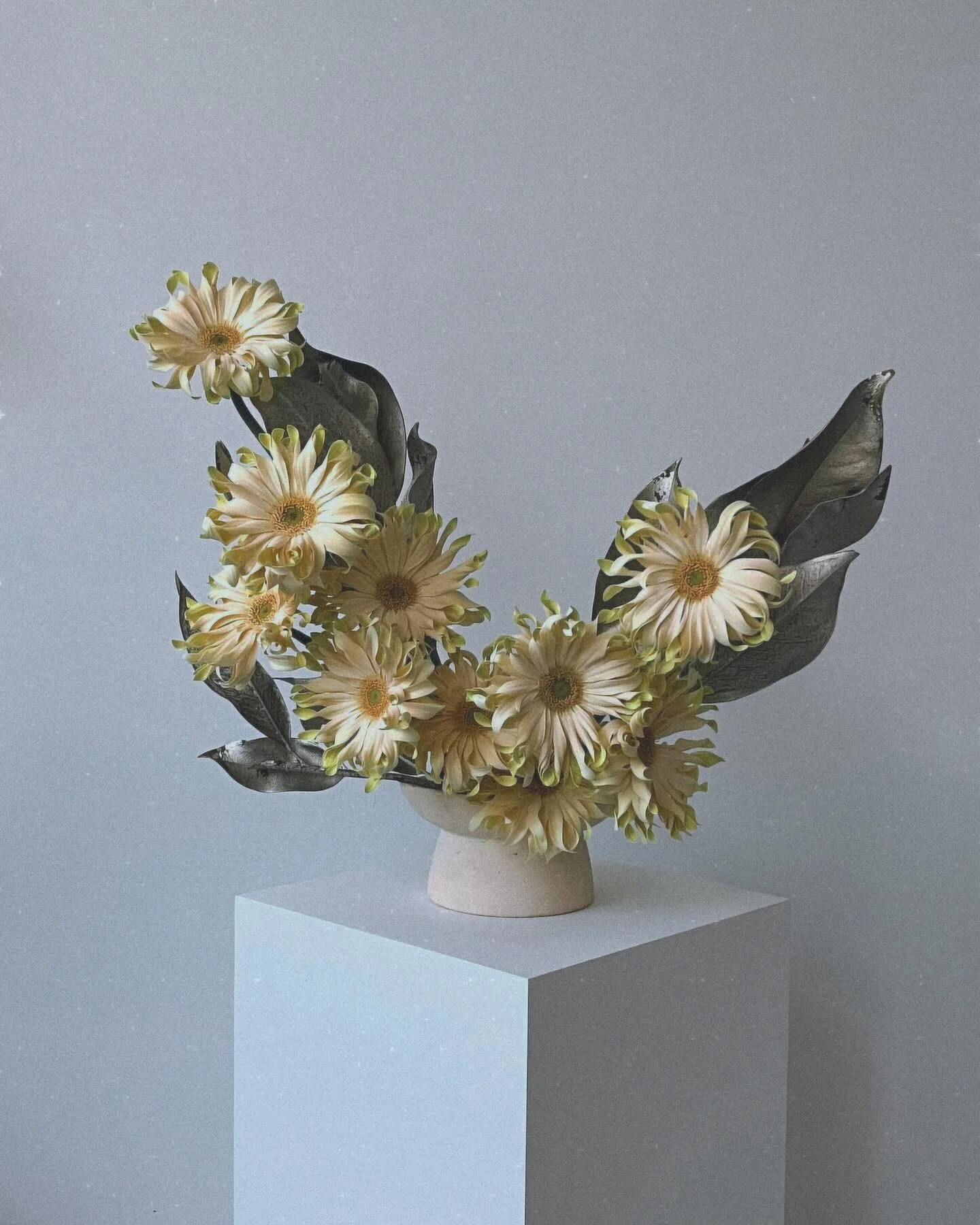 Silly Frilly Gerberas 🌼🌪️
Just in case someone needs a Monday energy injection
.
.
.
#ferve #fervestudio #flowerdesign #flowersculpture #windowsilldecor