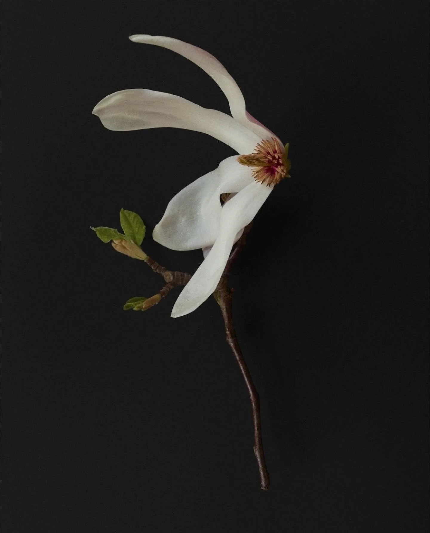 SUNSPEL Spring Campaign.
A project that explores British Spring, the rebirth, the Flora and the Fauna of this fabulous season of the year.
Thank you Sunspel for including me in the team 🌼🌿🌞🐌📸
.
photography @richard_round_turner
art direction @_m