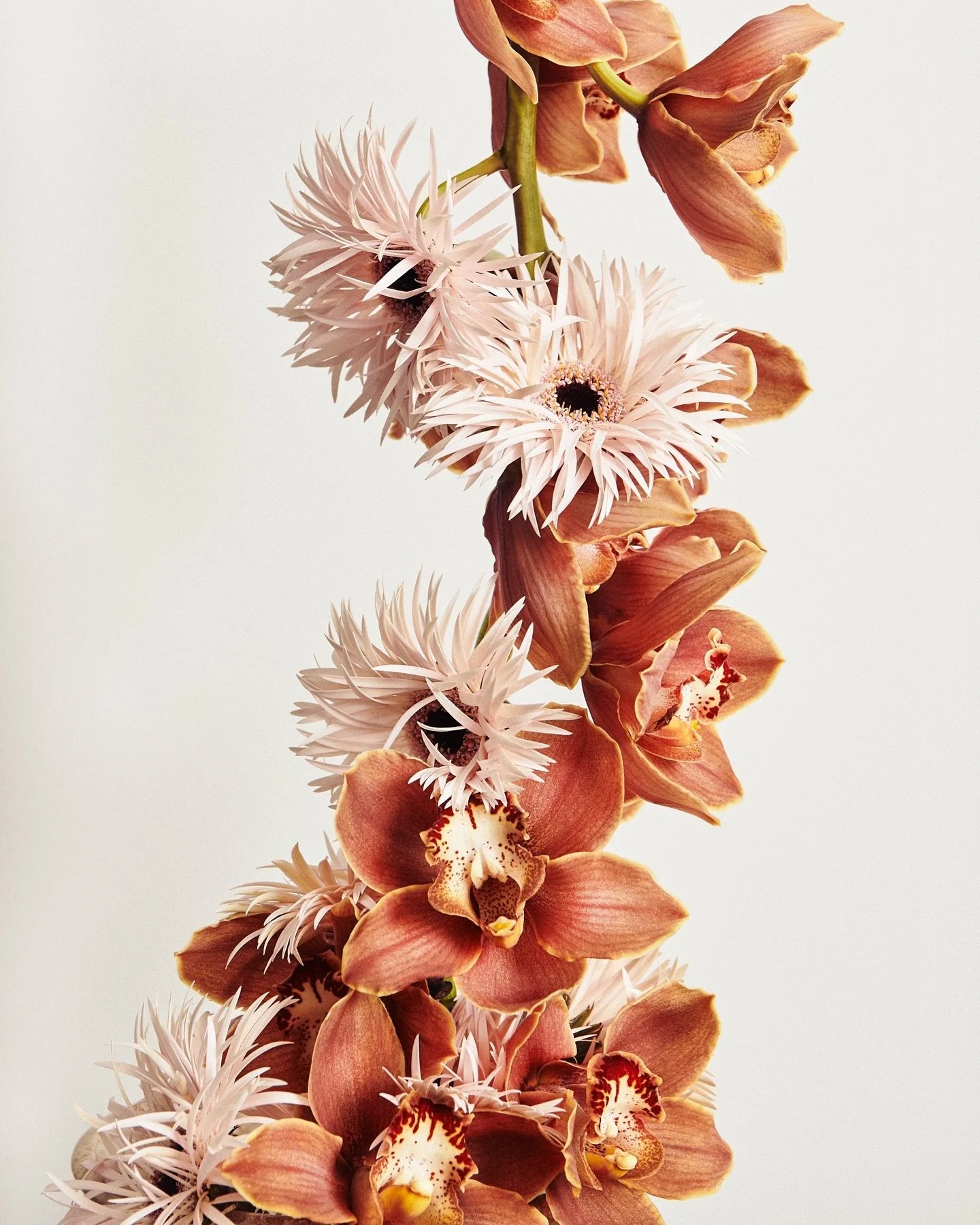 Flower Cluster 🔗🌸🌼
.
.
📰 @rakesprogress 
📸 @noceraferri
🌼 @___ferve 
.
.
#ferve #fervestudio
#design #setdesign #flowerdesign
#styling #setstyling #flowerstyling
#stillife
#tablescape 
#eventsdecor 
#creativedirection #artdirection