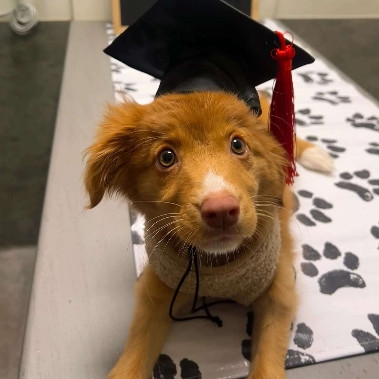 🎓 Puppy Academy&rsquo;s Class of July 2025 🎓

Congratulations to all our incredible puppy cadets recently graduating from GC Puppy Academy! 🐶🤎 

➡️ swipe to see their bloopers! 🎓

#puppyschool #puppylife #puppyoftheday #puppiesofinstagram #puppy