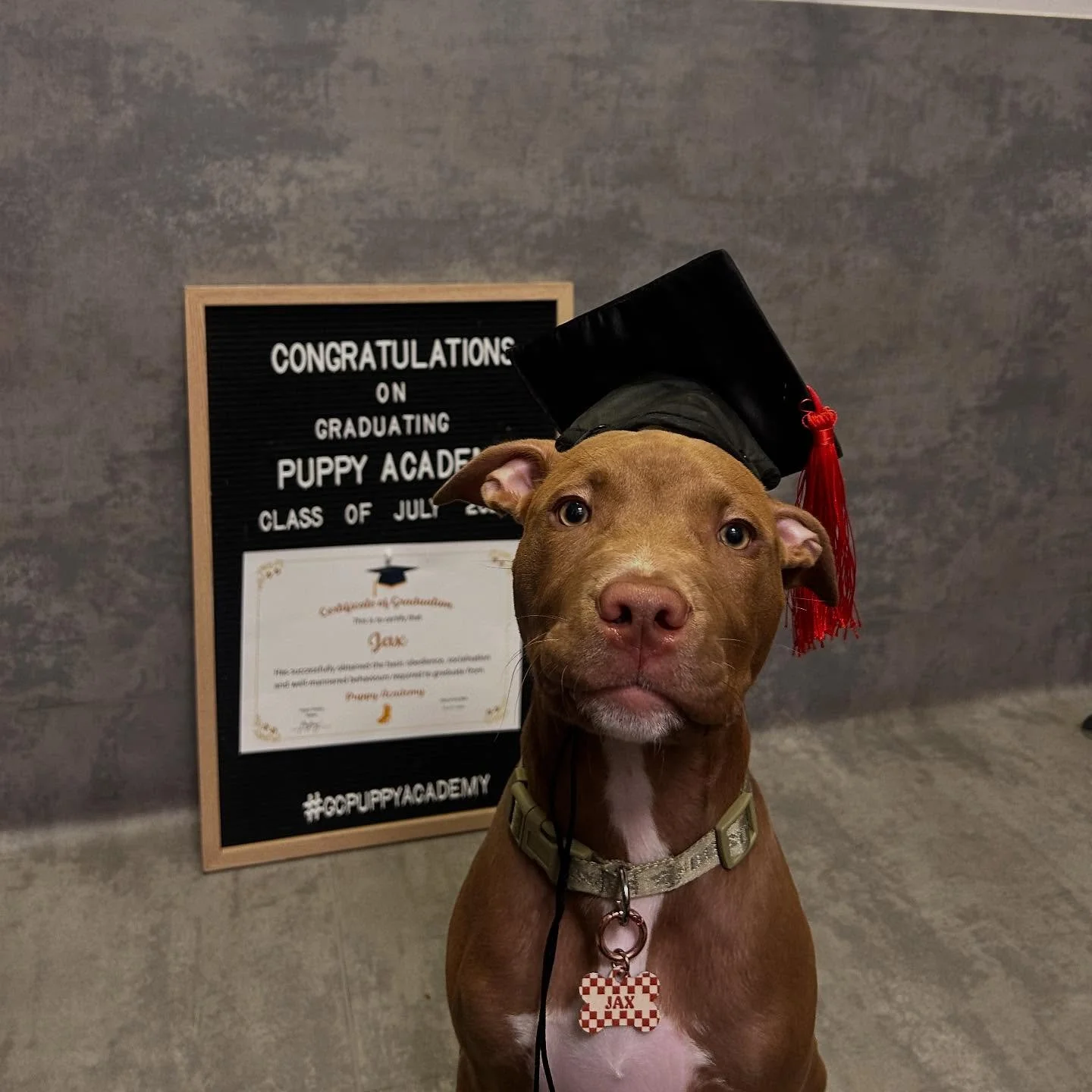 🎓 Puppy Academy&rsquo;s second Class of July 2025 🎓

Congratulations to all our incredible puppy cadets recently graduating from GC Puppy Academy! 🐶🤎 

#puppyschool #puppylife #puppyoftheday #puppiesofinstagram #puppy #puppies #puppylove #puppers