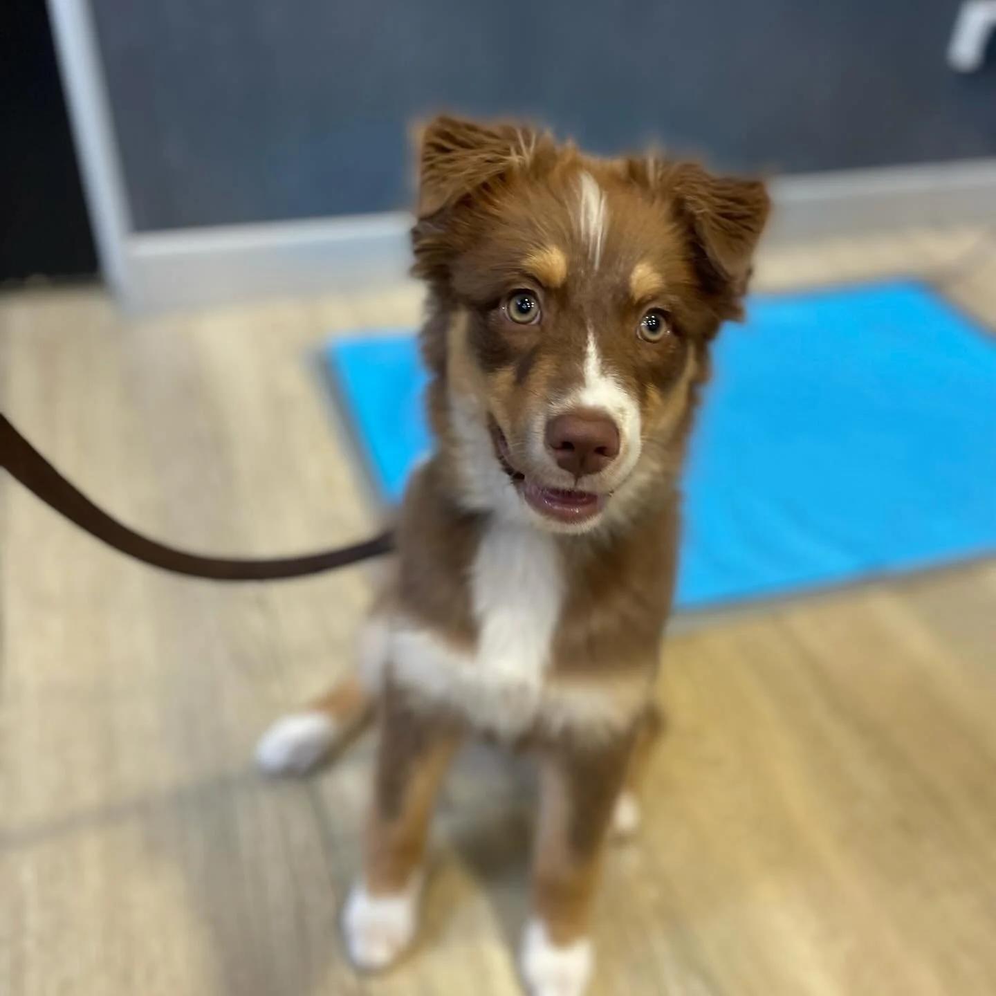 Recent Puppy Academy grad Miss Poppy showed off her sitting prowess at her 6-month vet visit and stole the nurses' hearts 🐶🤎