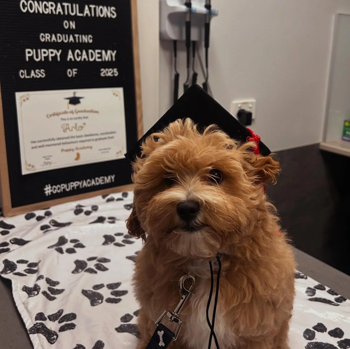 🎓 Puppy Academy&rsquo;s graduating Class of August 2025 🎓

Congratulations to all our incredible puppy cadets recently graduating from GC Puppy Academy! 🐶🤎 

#puppyschool #puppylife #puppyoftheday #puppiesofinstagram #puppy #puppies #puppylove #p