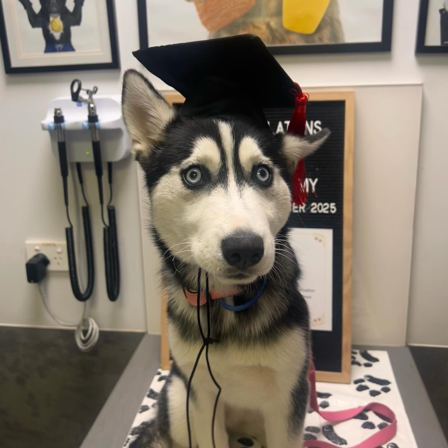 🎓 Puppy Academy&rsquo;s Class of September 2025 🎓

Congratulations to all our incredible puppy cadets recently graduating from GC Puppy Academy! 🐶🤎 

#puppyschool #puppylife #puppyoftheday #puppiesofinstagram #puppy #puppies #puppylove #puppers #