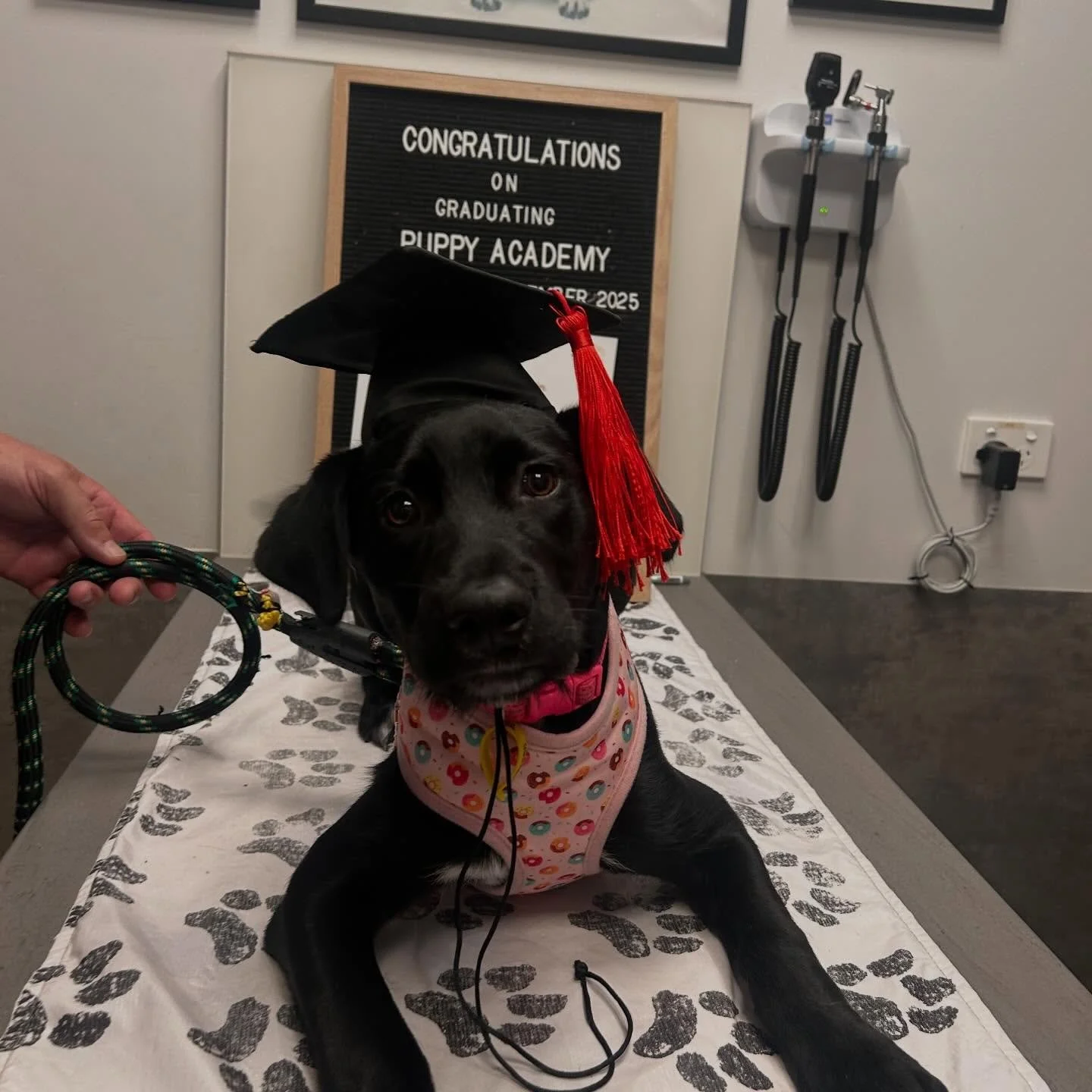 🎓 Puppy Academy&rsquo;s graduating Class of December 2025 🎓

Congratulations to all our incredible puppy cadets recently graduating from GC Puppy Academy! 🐶🤎 

#puppyschool #puppylife #puppyoftheday #puppiesofinstagram #puppy puppies puppylove pu