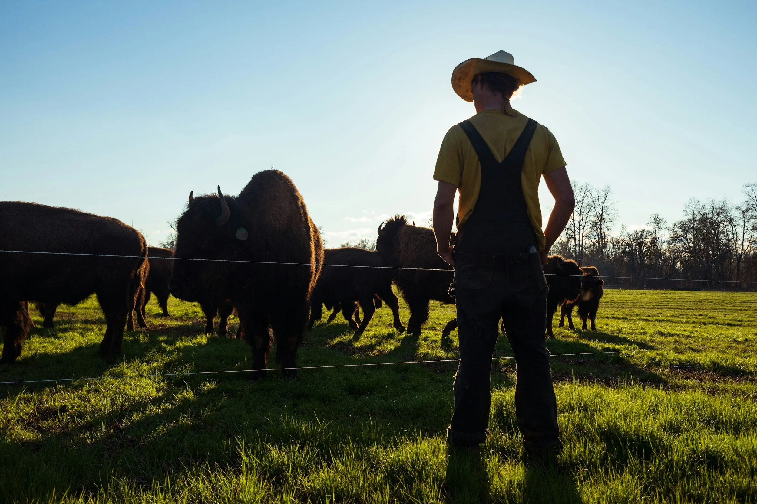 Farmer standing among cattle in a paddock. Q fever vaccination for farm, abattoir and vet workers at Oxford Street Medical Centre Bulimba