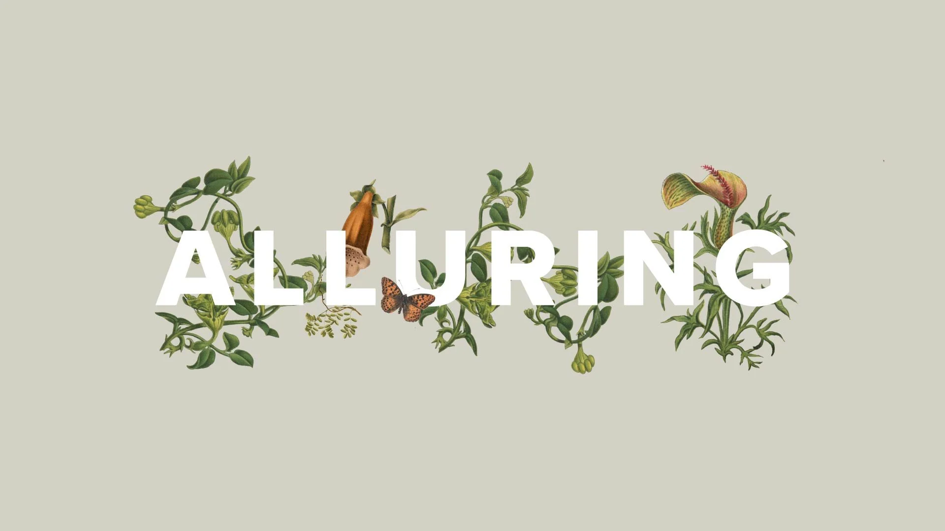 02 ALLURING_00000.jpg