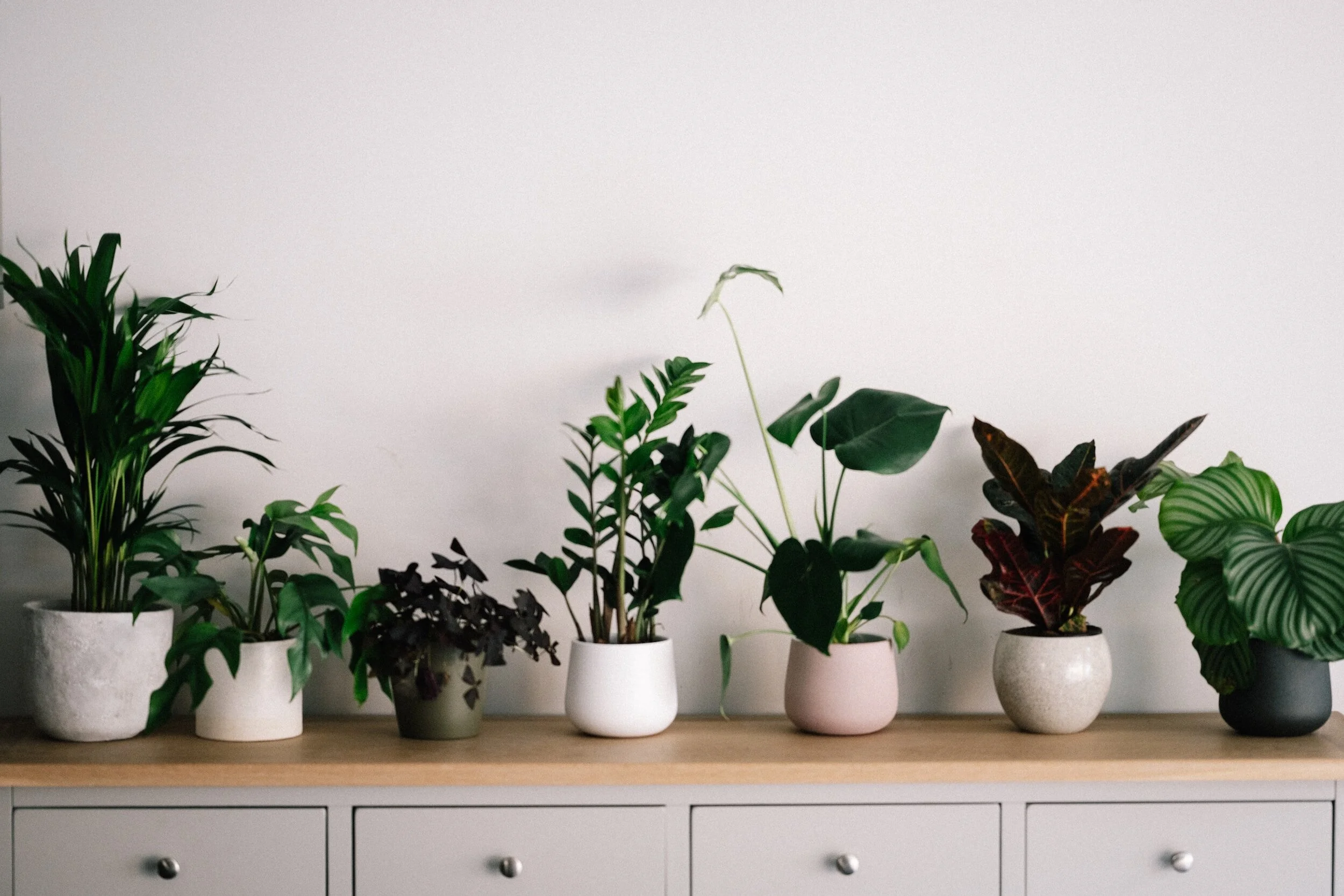 Indoor plants in pots