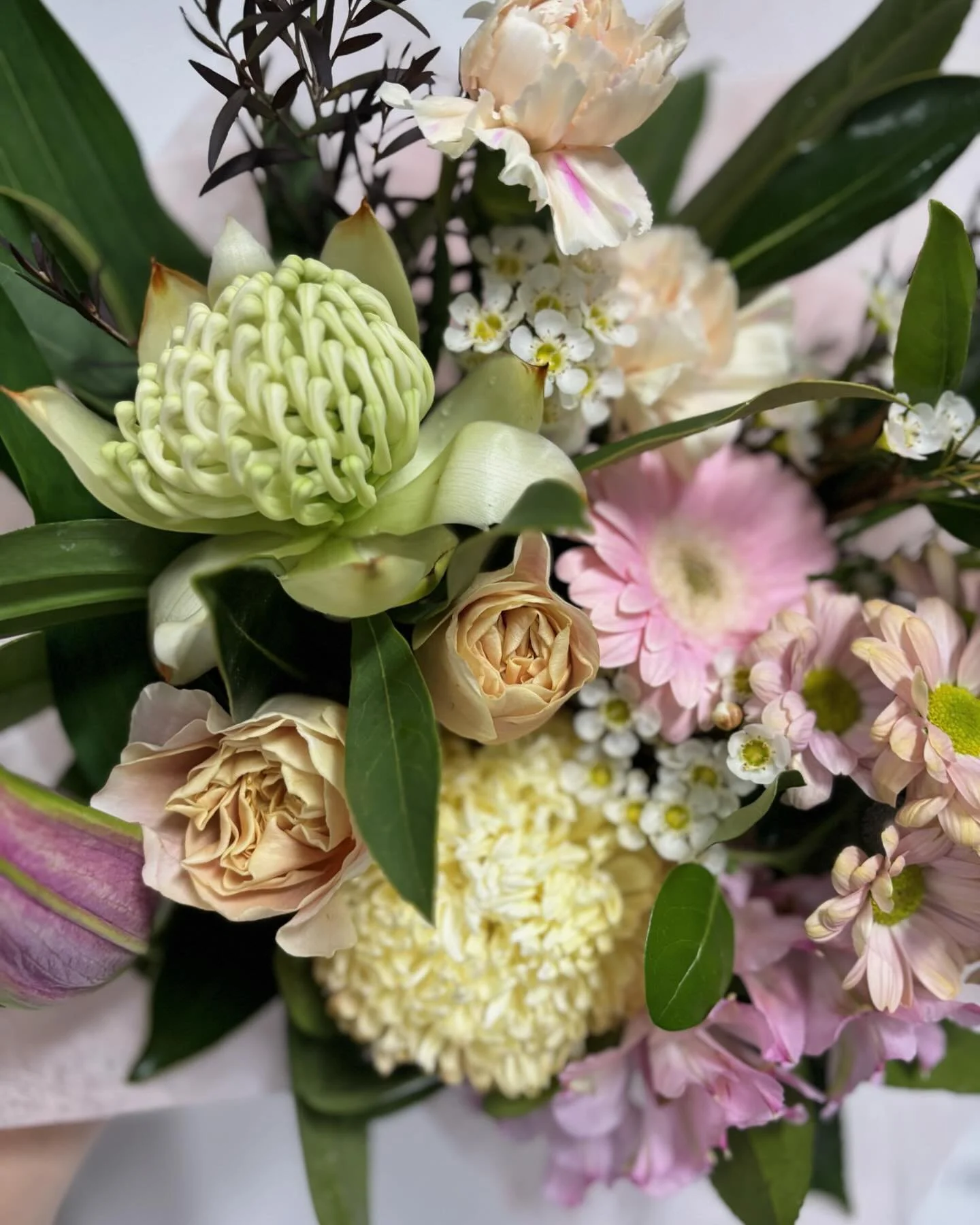 White Waratahs and Peach 🍑 🤍 

#tecoma #localflorist #melbourneflorist #locallygrownflowers #growninmelbourne #smallbusiness #dandenongranges