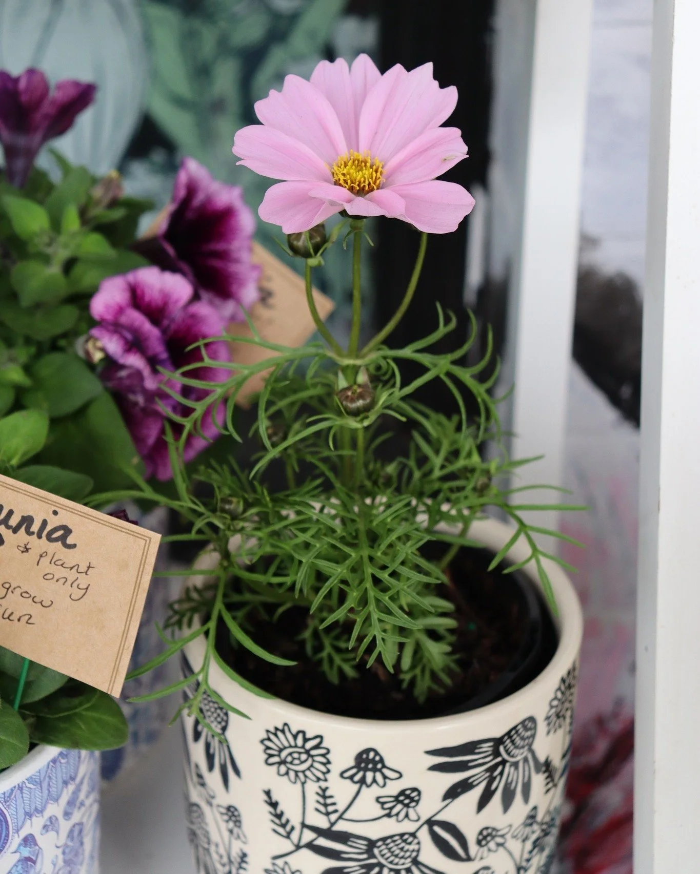 We have some truly stunning outdoor plants in store at the moment!

Spring is the perfect time to put on the gardening gloves on and these flowers are the perfect pop of colour in your garden 🌸🌼

We have Cosmos, Petunia's, Lavender, Viola, Jasmine 
