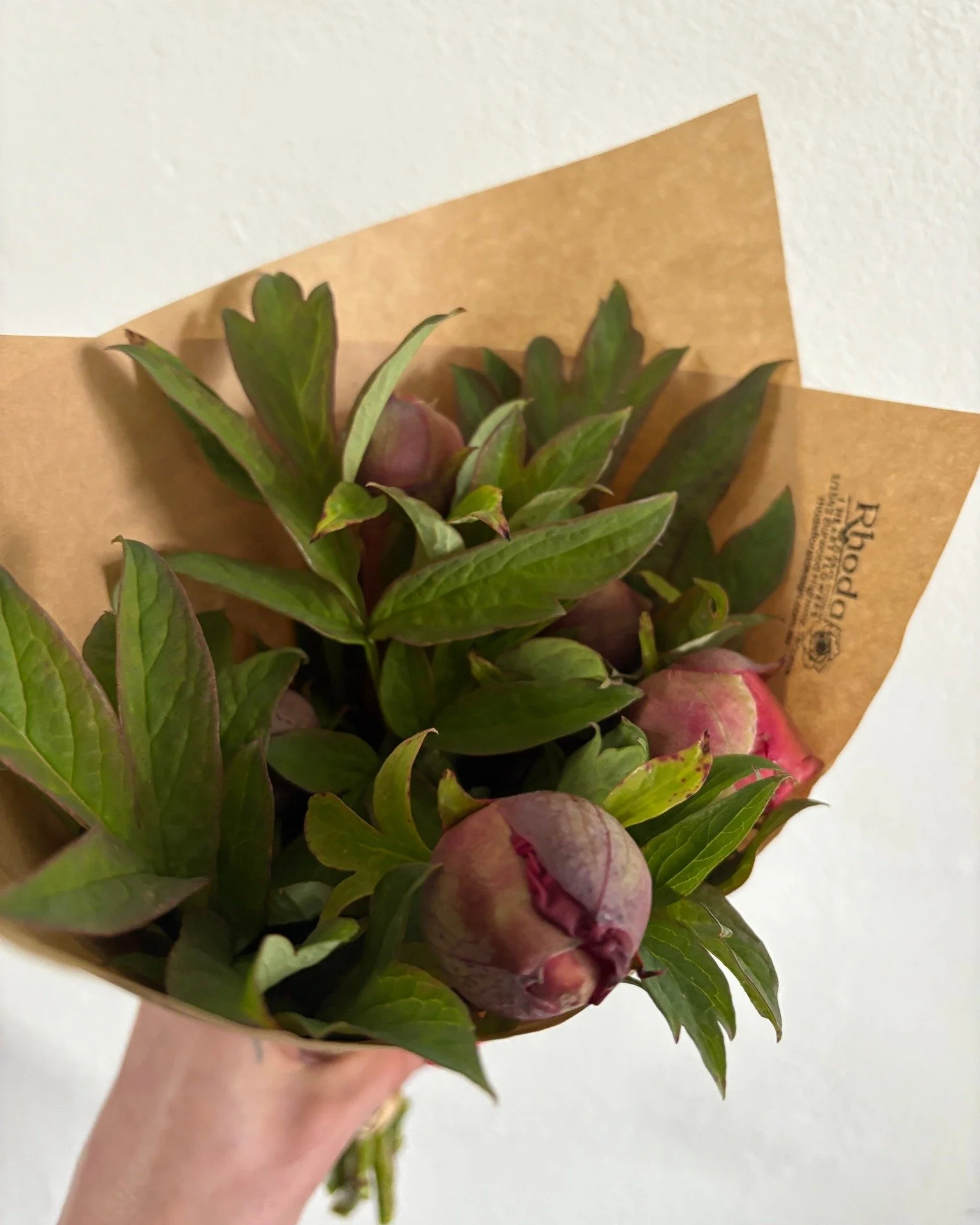 Peony season is officially here!!

We have some gorgeous, locally grown Tree Peonies available in store 🌸

These beauties will open into a large, fragrant flower and are perfect as a bunch or in a bouquet!

Available in store now, come say hi! 🌿

#