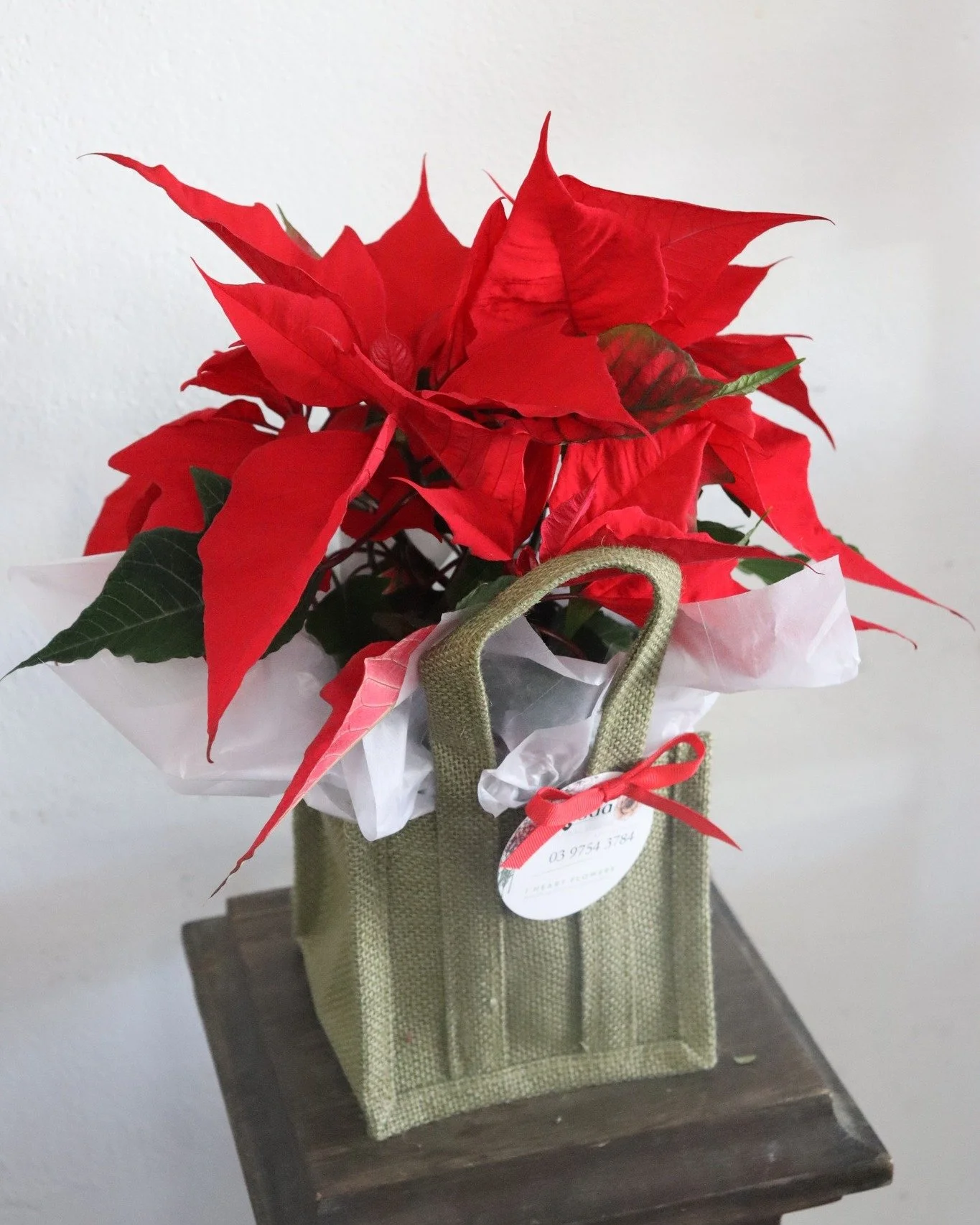 Nothing quite screams Christmas like Poinsettias!! 🎅

We have lots of gorgeous, locally grown Poinsettias available in store and online just in time for Christmas! 

Available in a ceramic pot or hessian gift bag, these beauties make the perfect gif