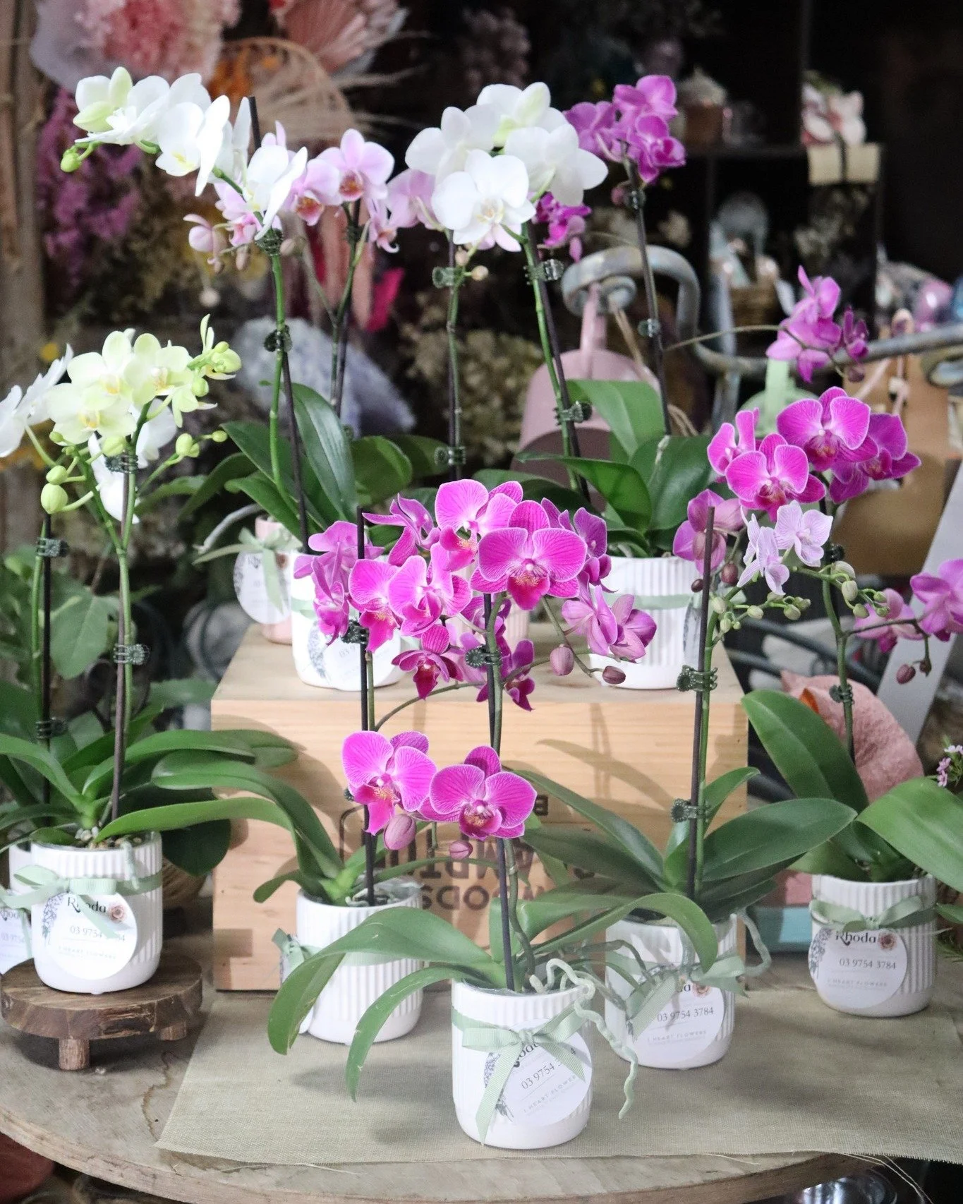 We just got the most stunning delivery of potted Phalaenopsis (Moth) Orchids in store 🌸

Phalaenopsis Orchids are a beautiful and surprisingly easy to care for indoor plant perfect for adding a pop of colour to your space. They also make a gorgeous 