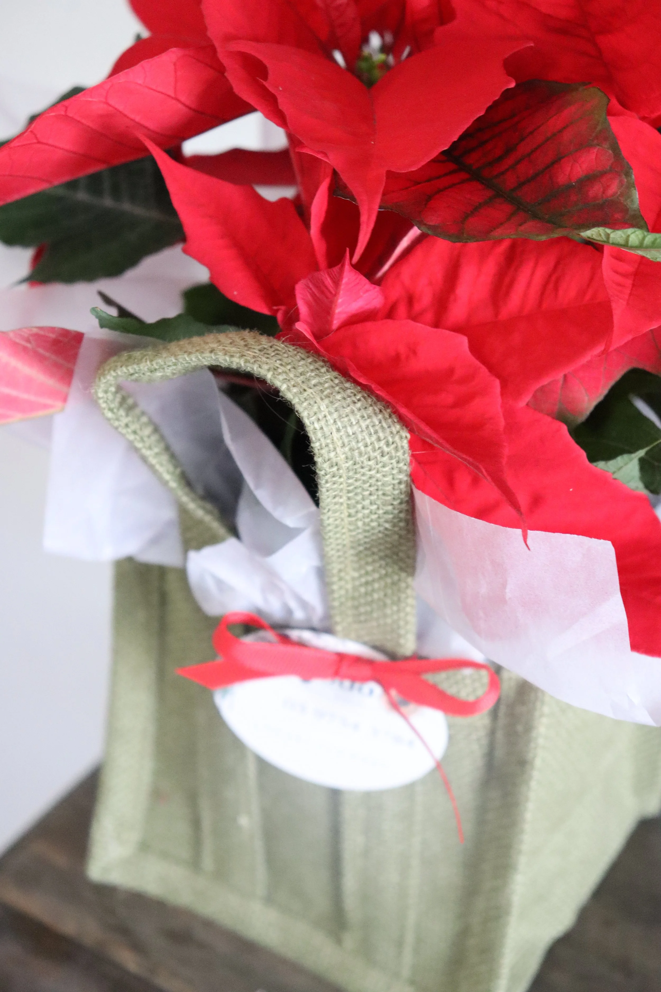 Christmas Flowers: Thoughtful Ways to Celebrate, Gift &amp; Remember This Festive Season