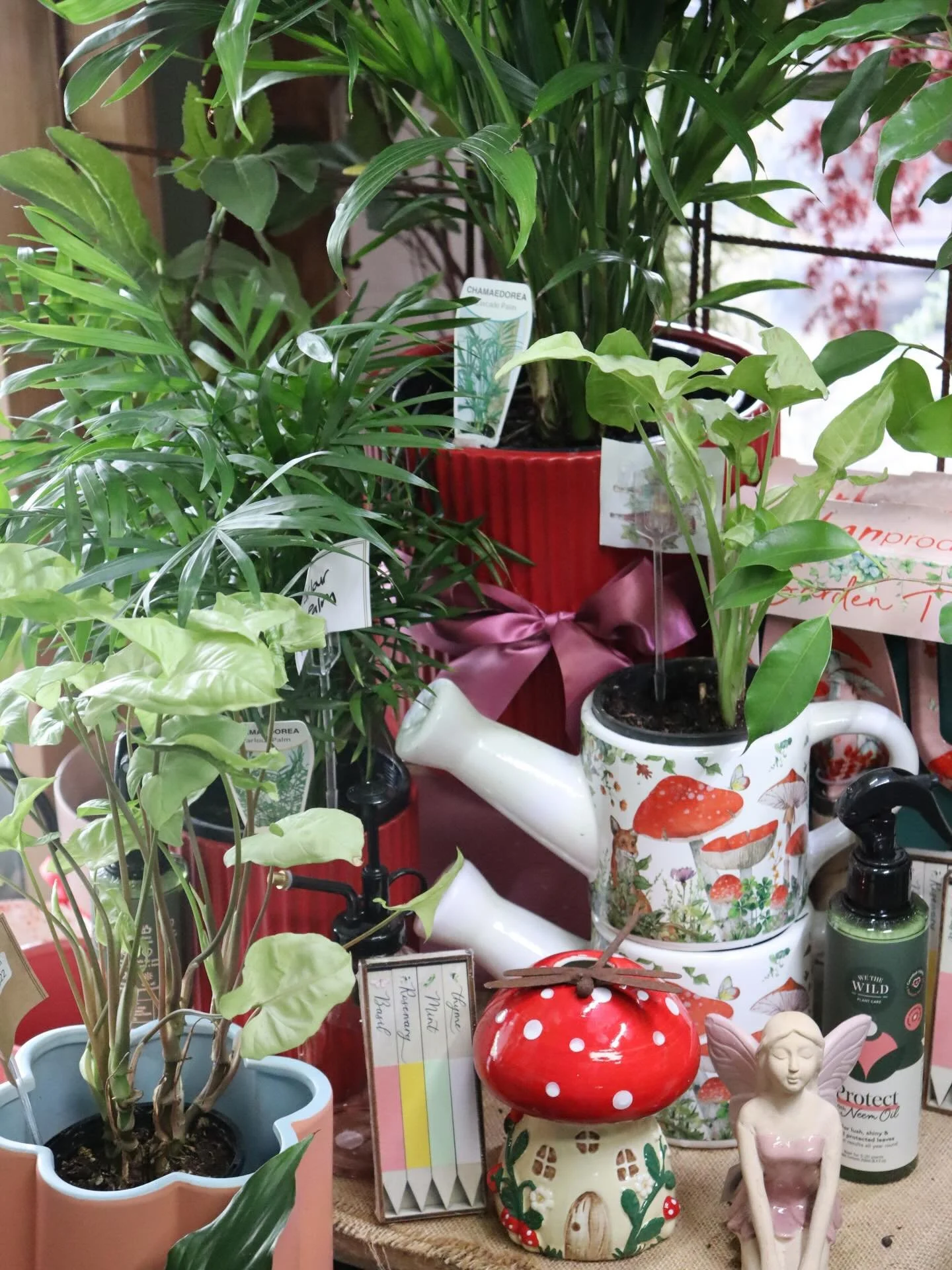 Is your Valentine a plant lover?? We&rsquo;ve got you covered!! 🪴

Our plant section is freshly stocked with gorgeous indoor and outdoor plants 🌿

PLUS we have a great range of pots, plant care, garden tools and accessories!!

We also have plenty o