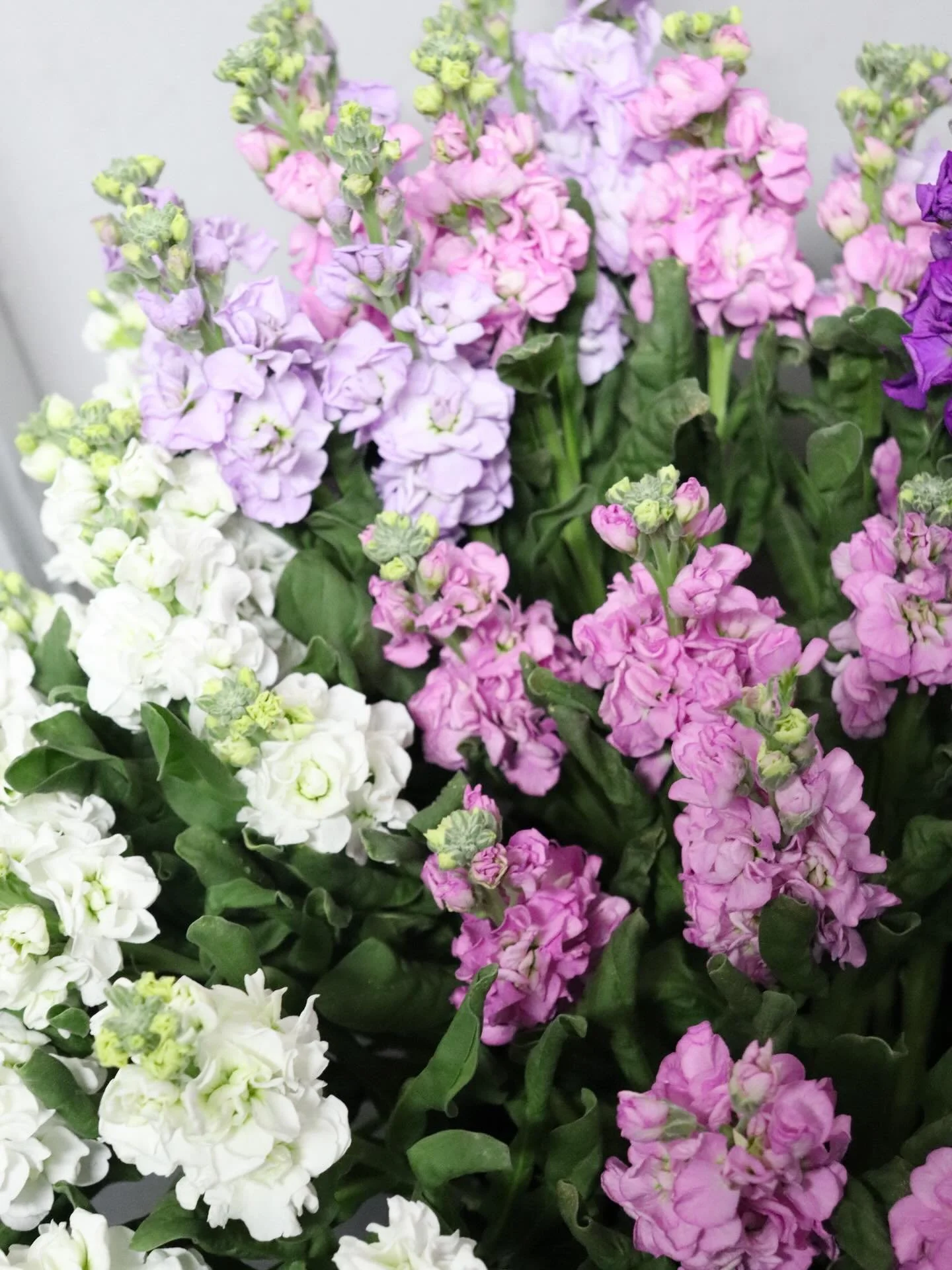 Just some of the beautiful blooms we have in the shop for Mother&rsquo;s Day! 🌷

Our gorgeous Mother&rsquo;s Day flowers have arrived in store and we are busy making them into beautiful arrangements for mum!!

Mother&rsquo;s Day is just TWO DAYS awa